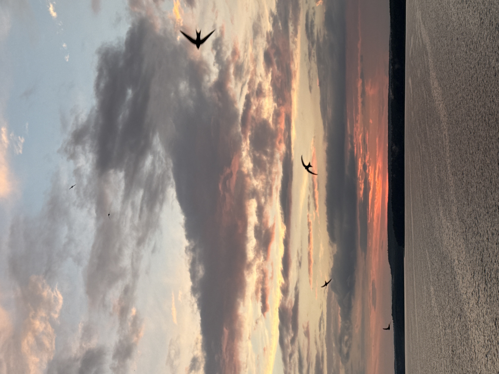 Sunset over Votkinsk Reservoir, birds in flight