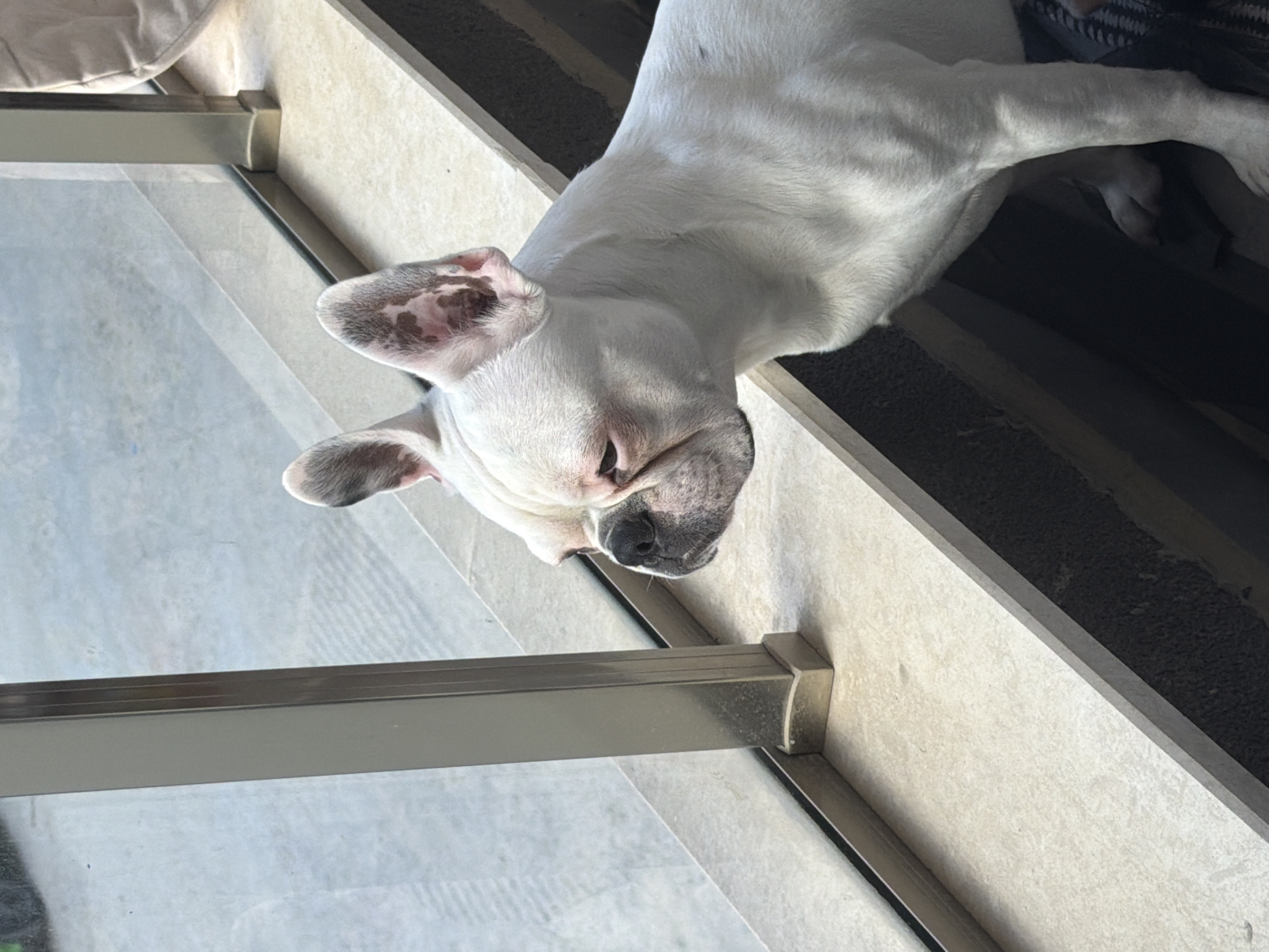 French bulldog watches the street from a Sofia window