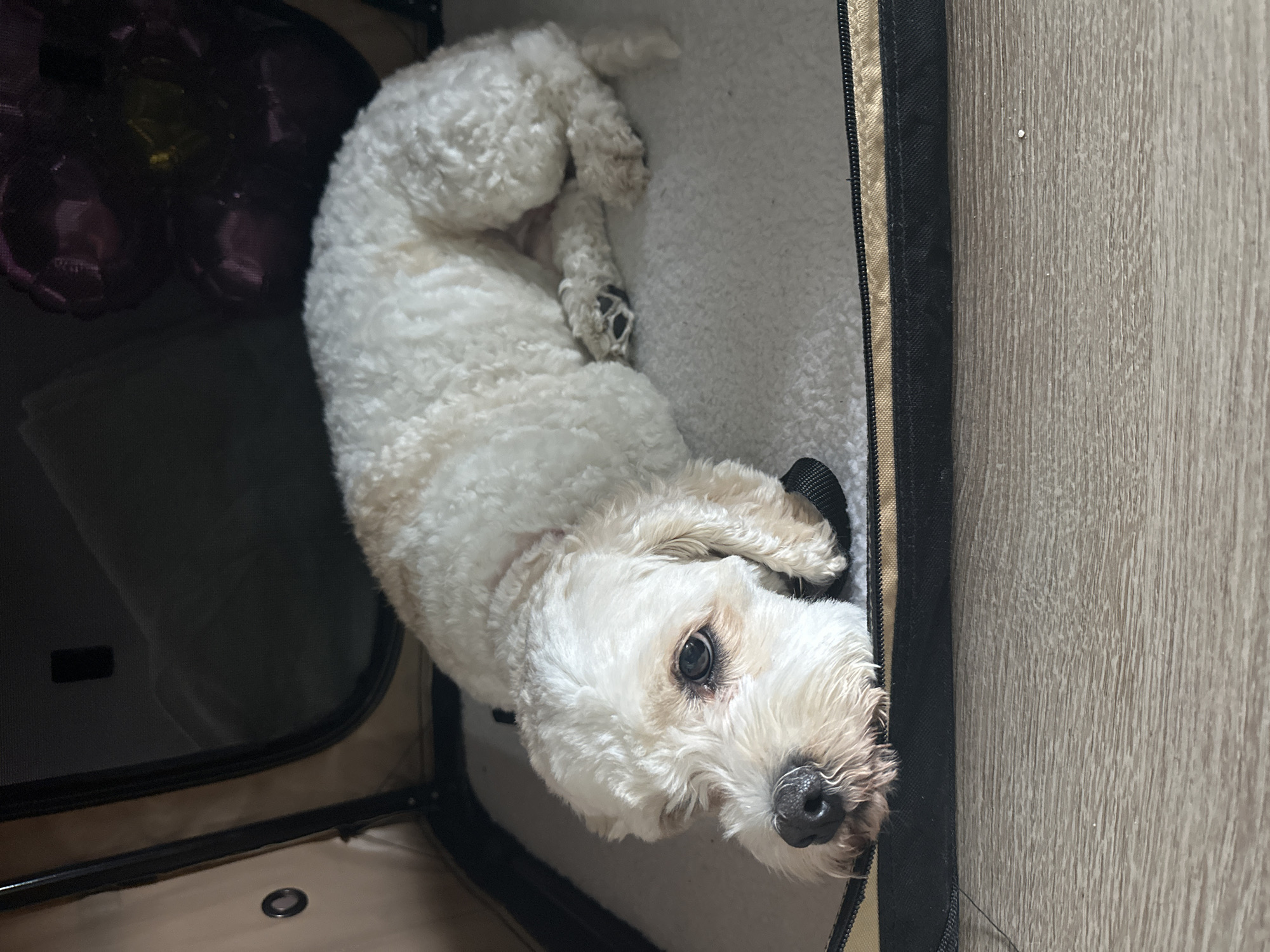 Cream-colored dog chilling out on a quiet evening in Brooklyn