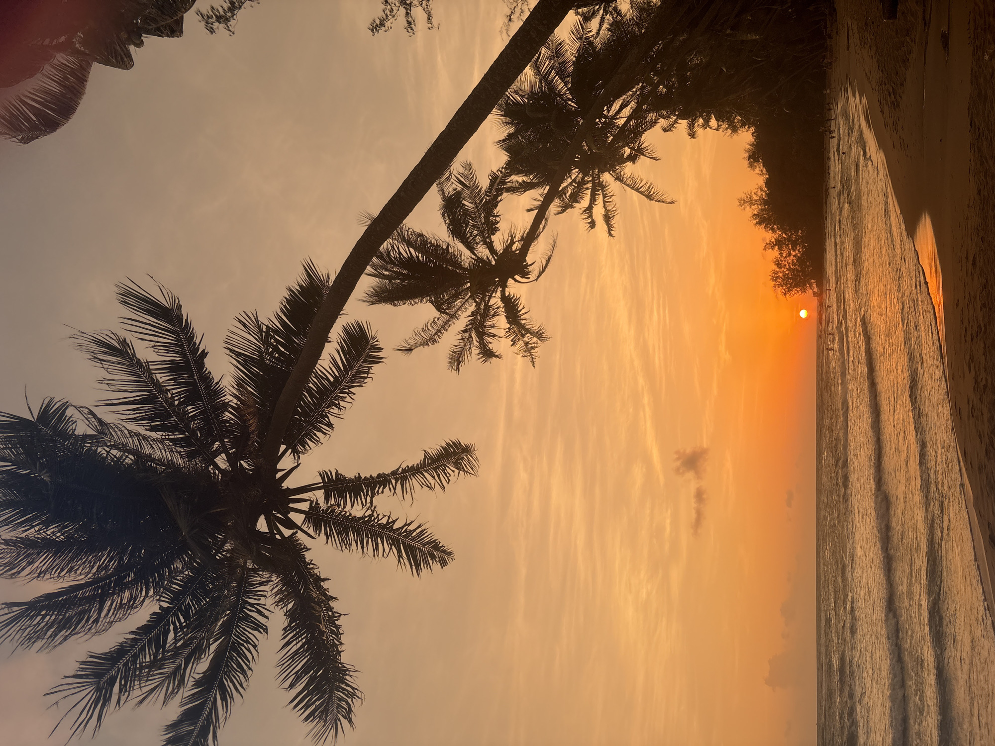 Sunset on a palm-lined beach, selfie included