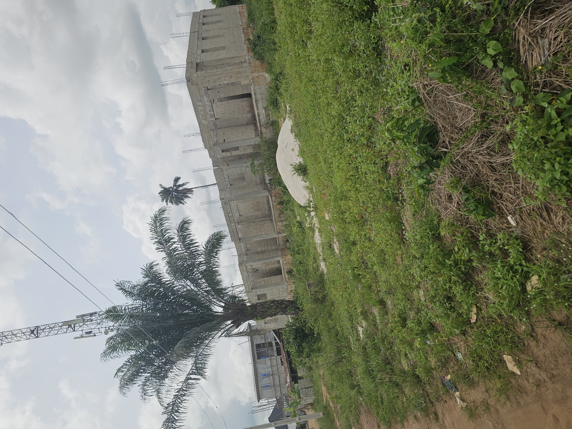 Palm tree and construction documented in developing area