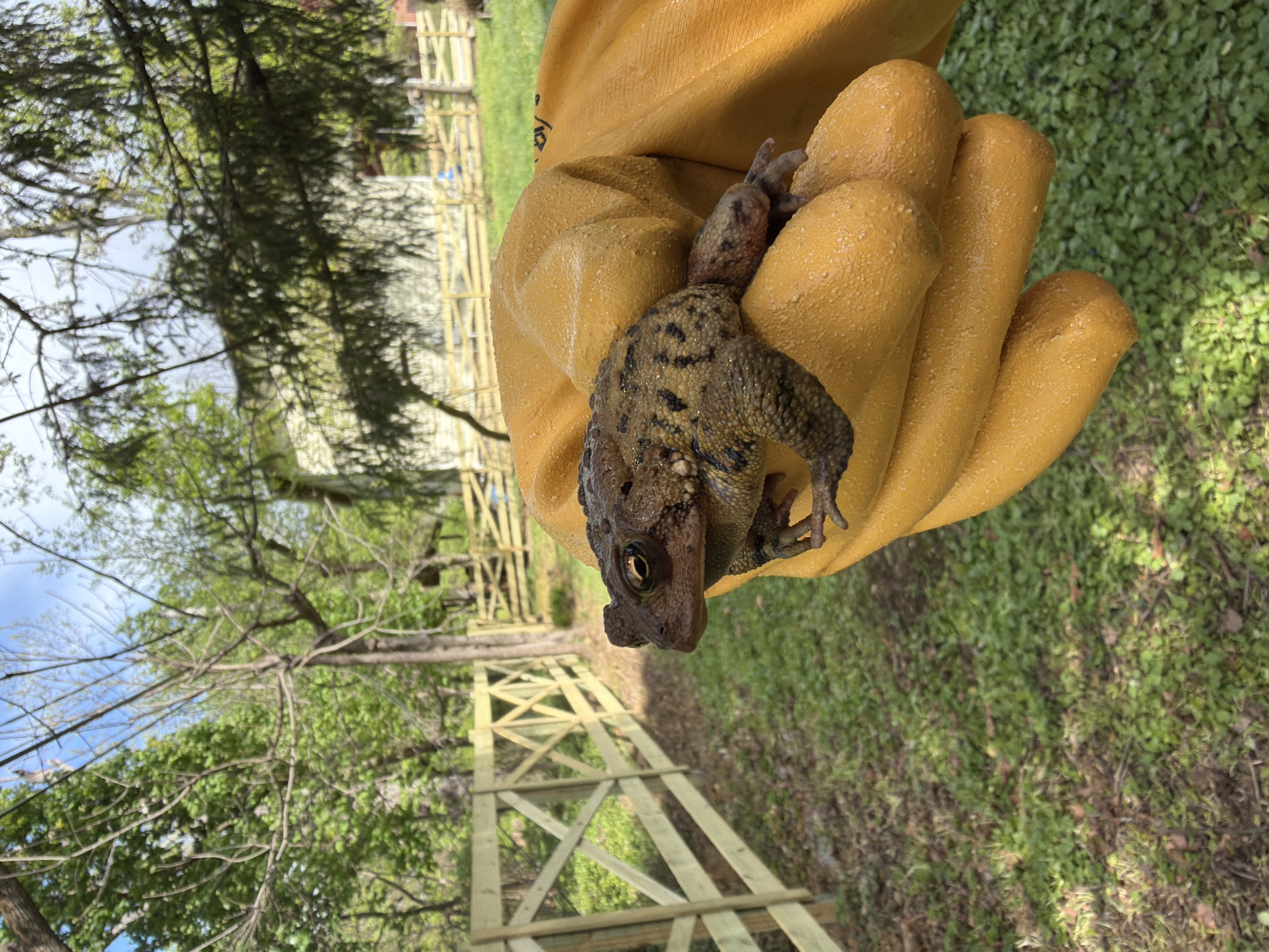 Person in yellow gloves handles toad in Pikesville