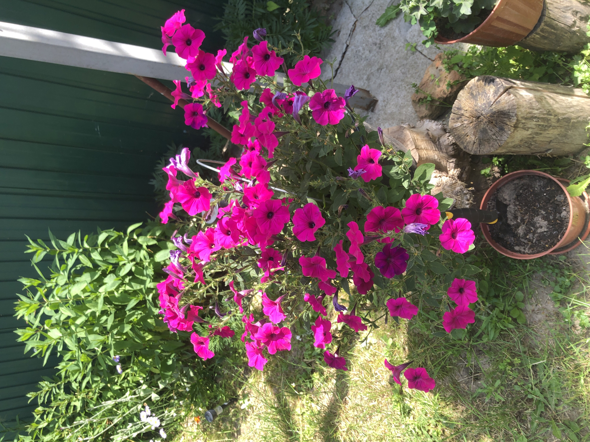 A heavily decorated Chernihiv backyard garden in full summer bloom
