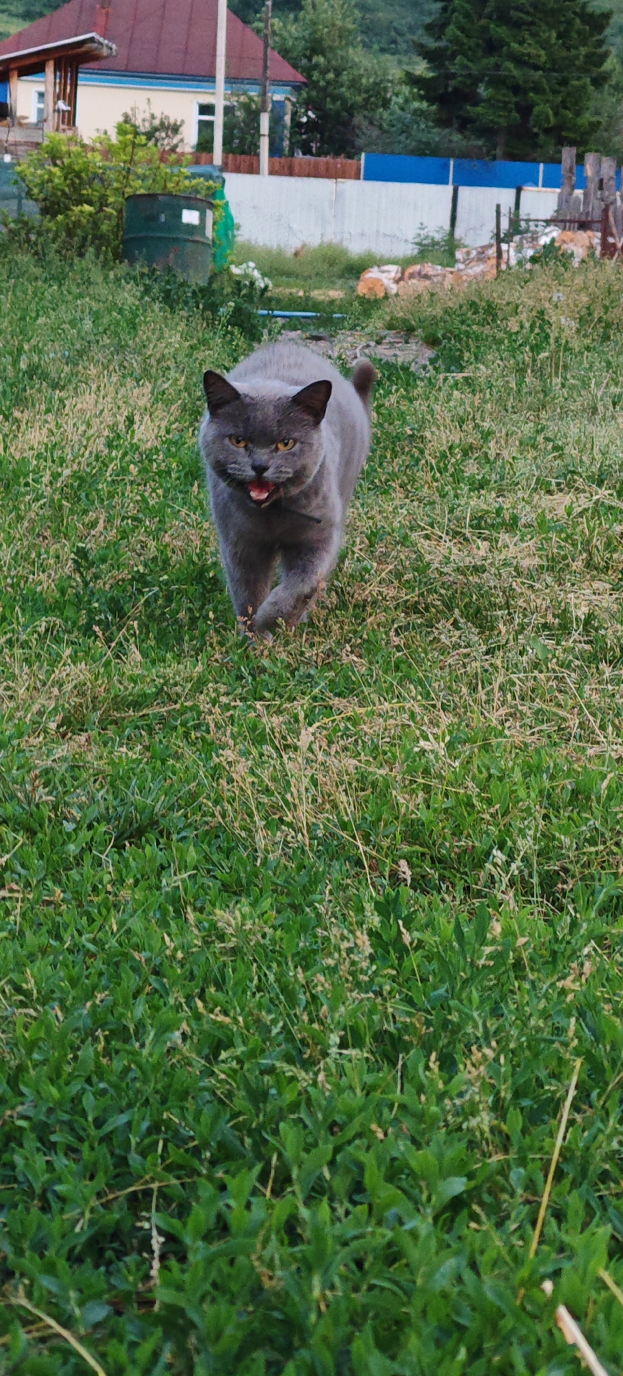 Rural afternoon scenes in Altayskoye: cats, chickens, and garden life