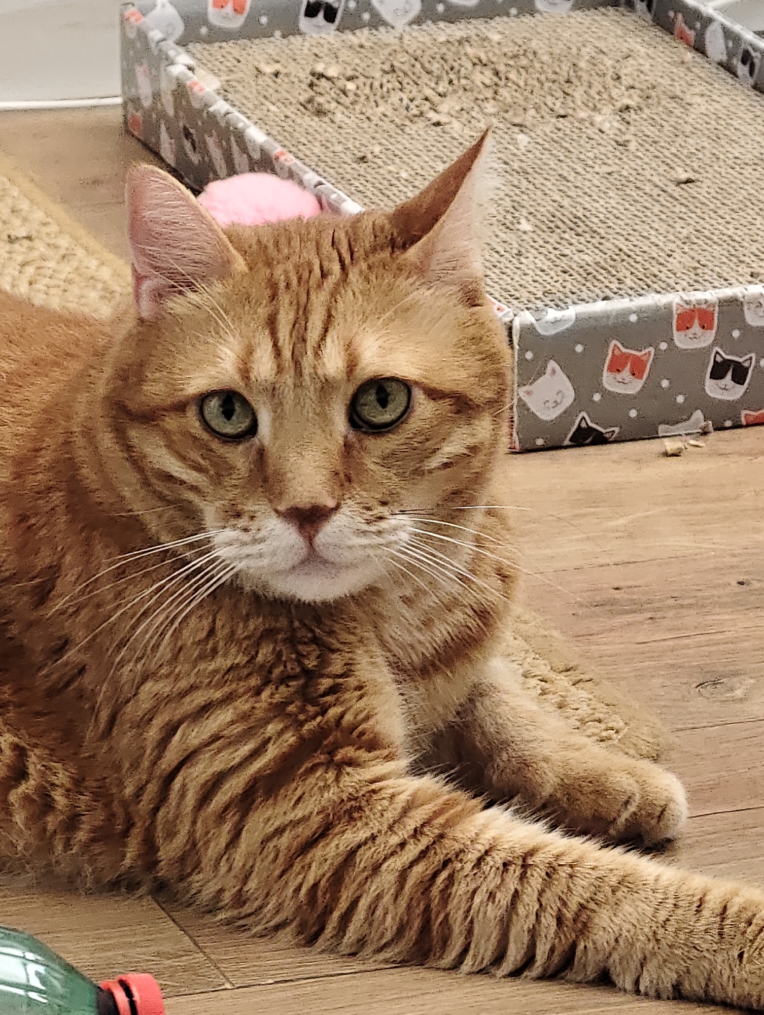Pets, LEGO, and apartment views from a Petah Tikva morning