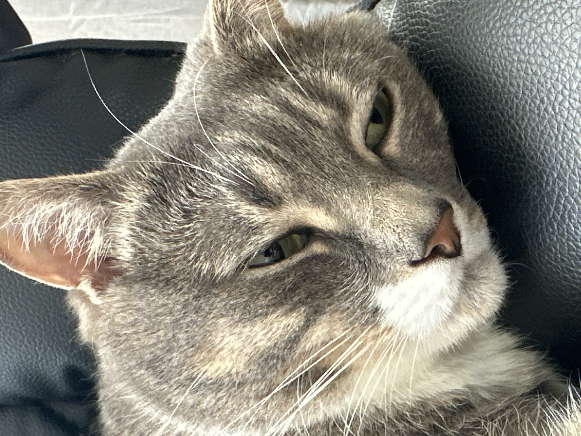 Gray tabby cat documented in daily activities over morning hours