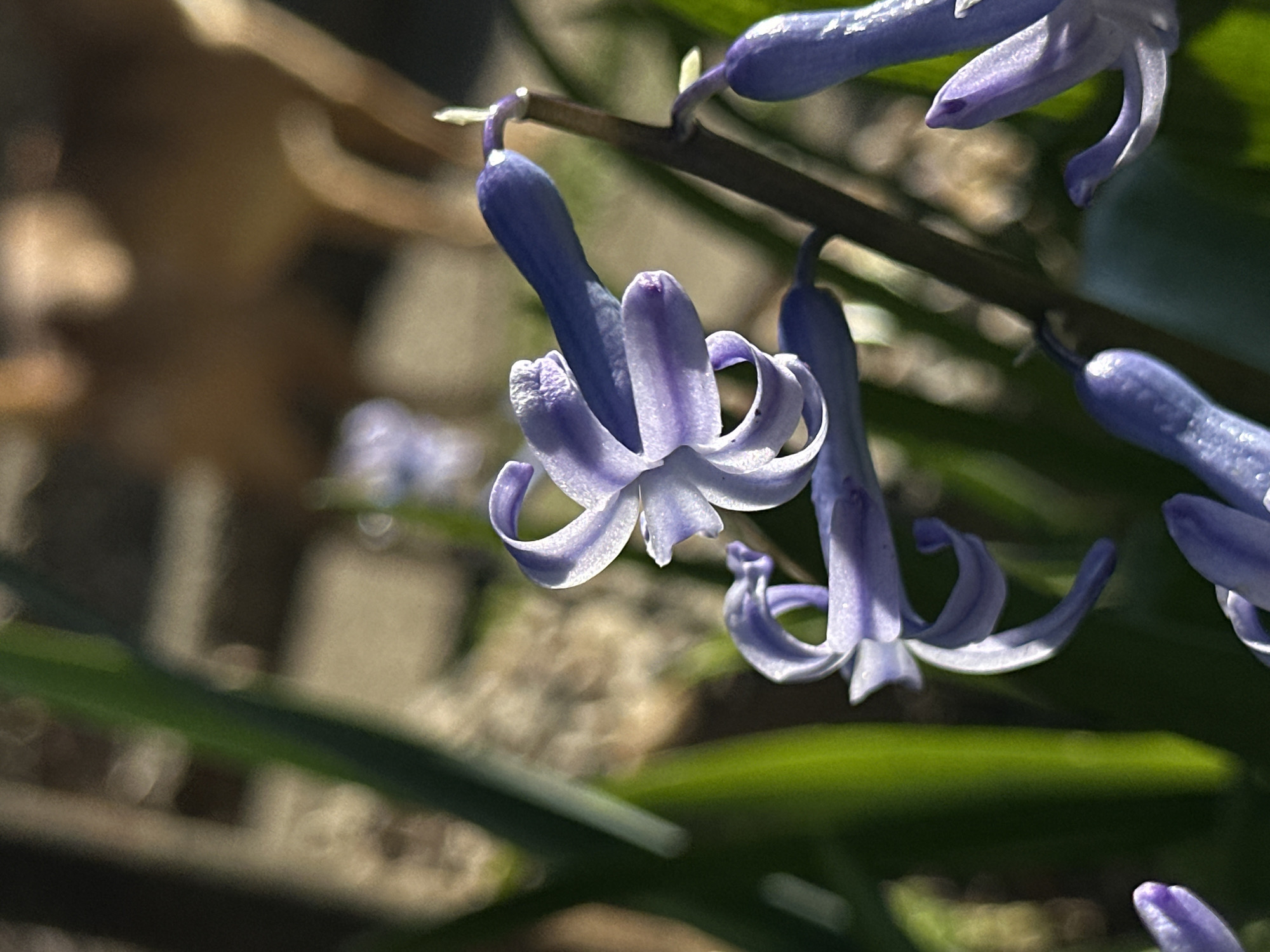 Spring hyacinths bloom in Bulgarian village