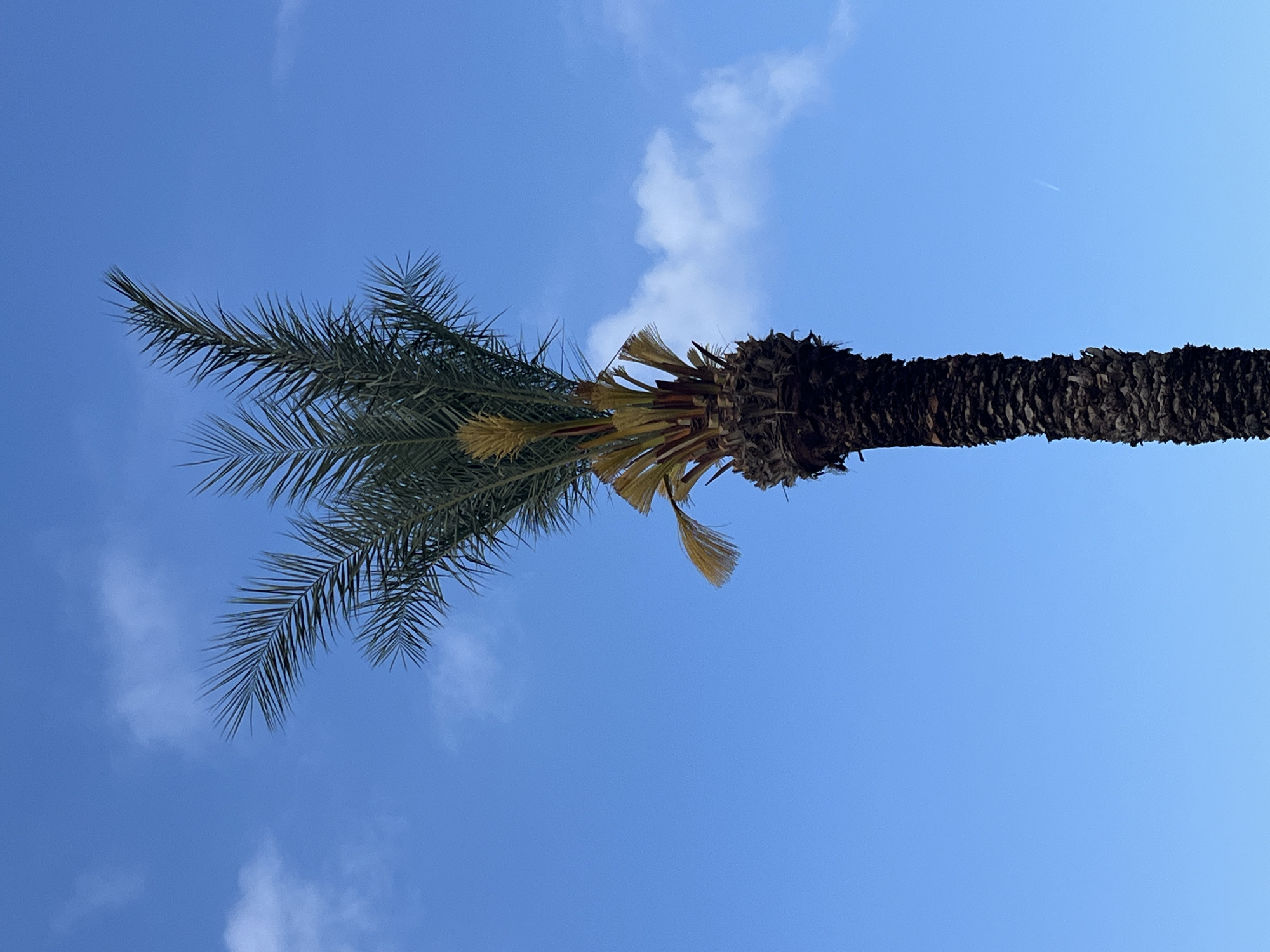 Morning scenes captured across Alanya beaches and parks