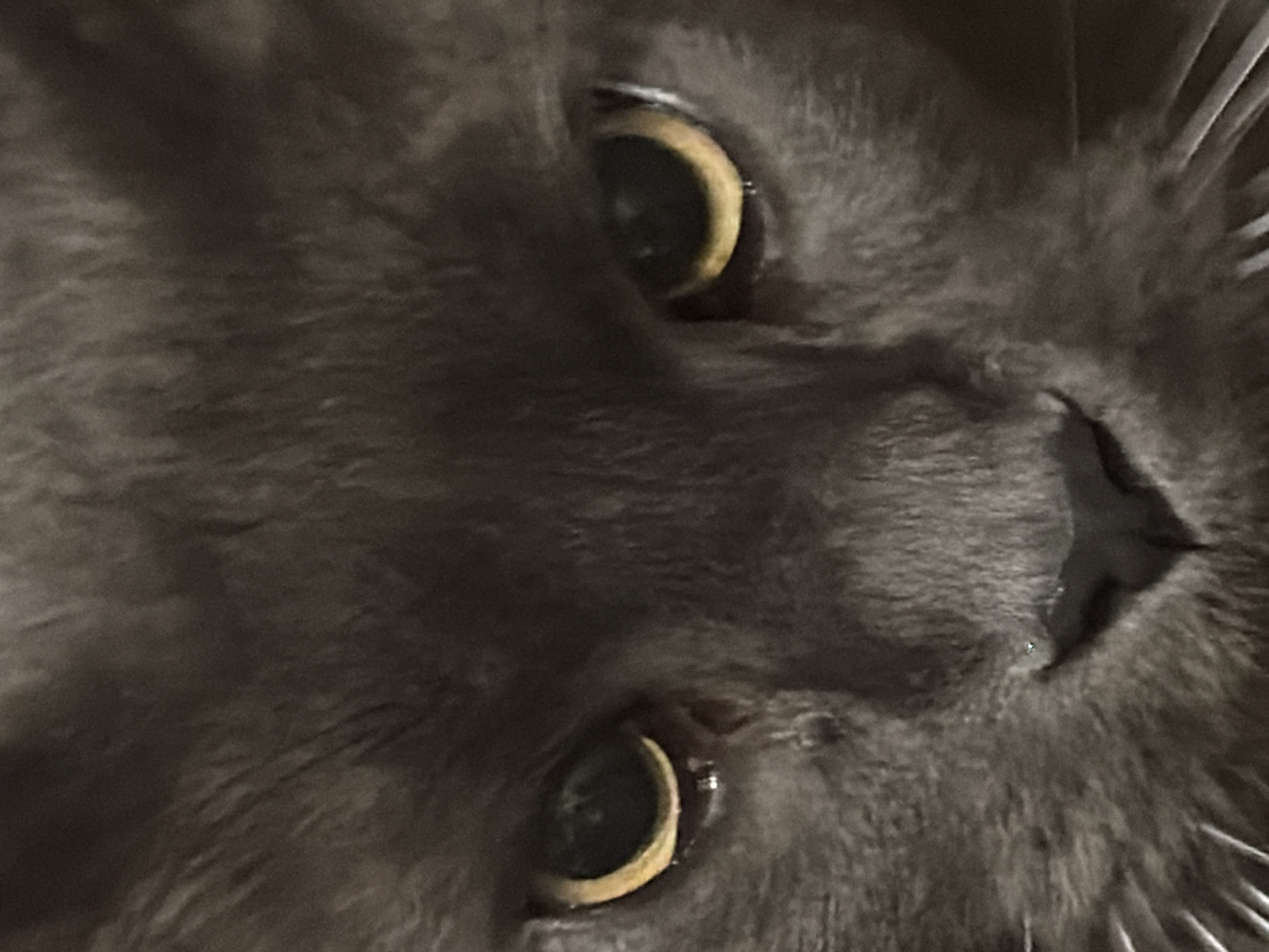 Fluffy gray cat spotted at night in Esch-sur-Alzette