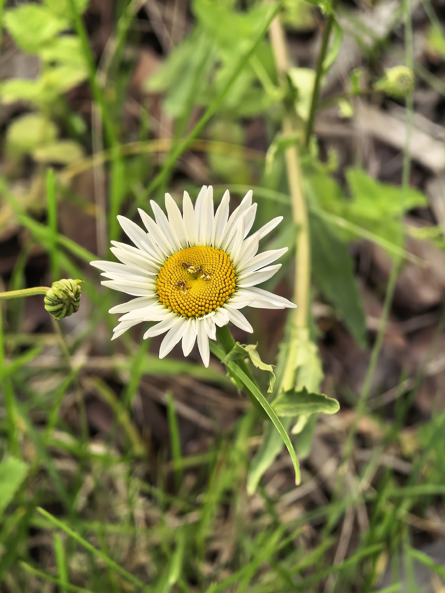 Wildflower photography session documented in Misaylovo, Russia