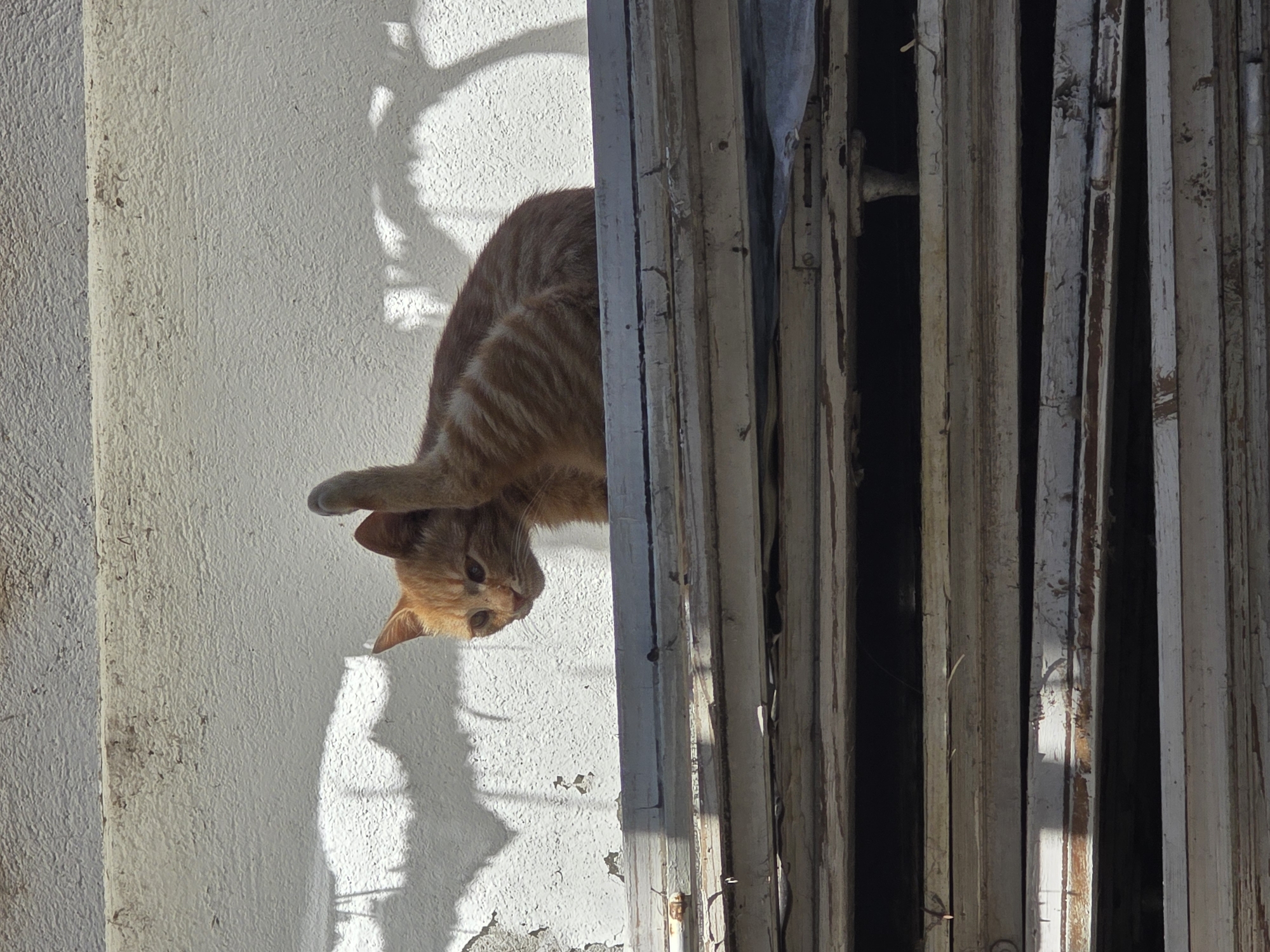 Man poses for photos with cat in Bulgarian village