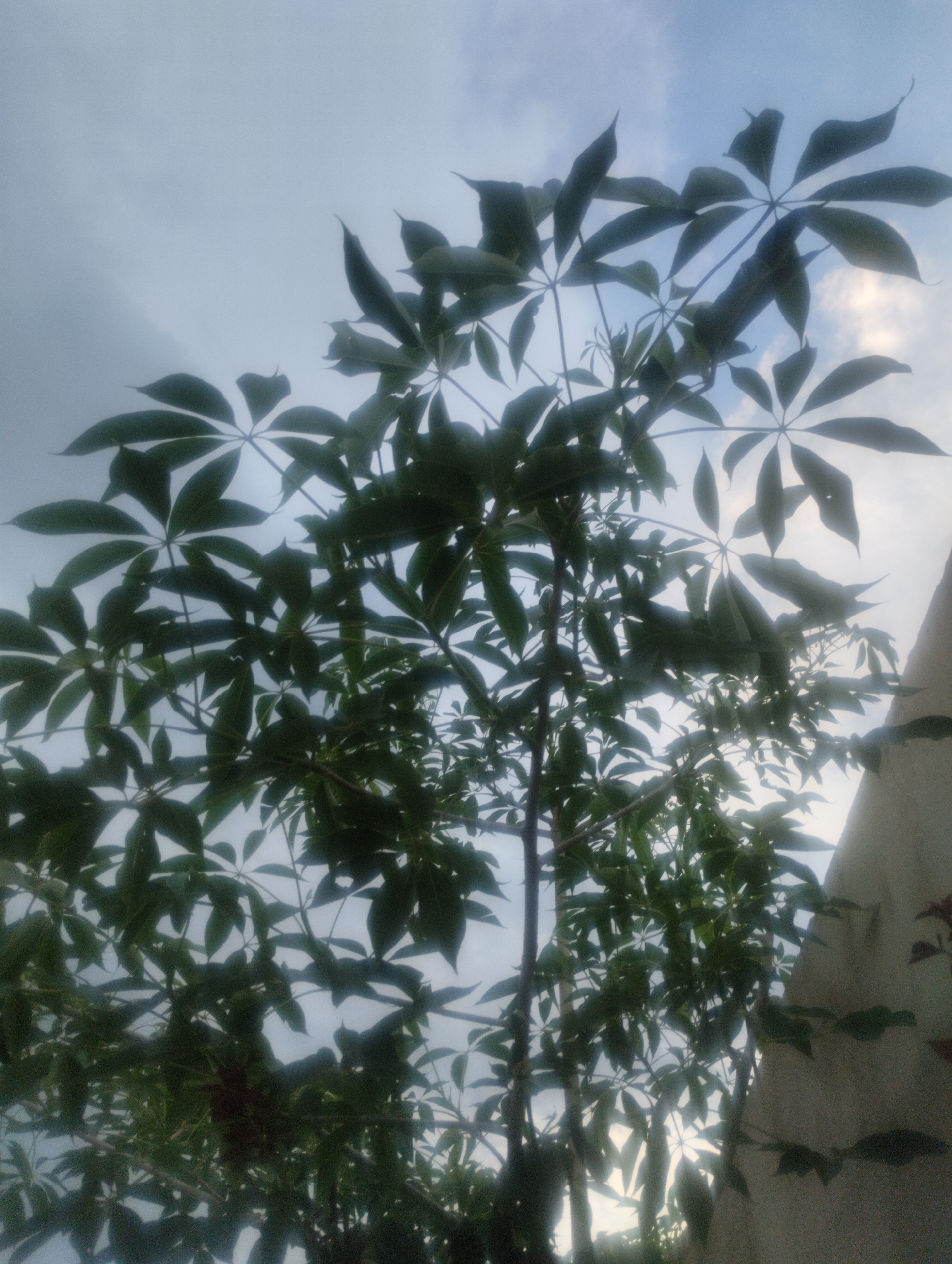 Plants and building exterior explored in close detail