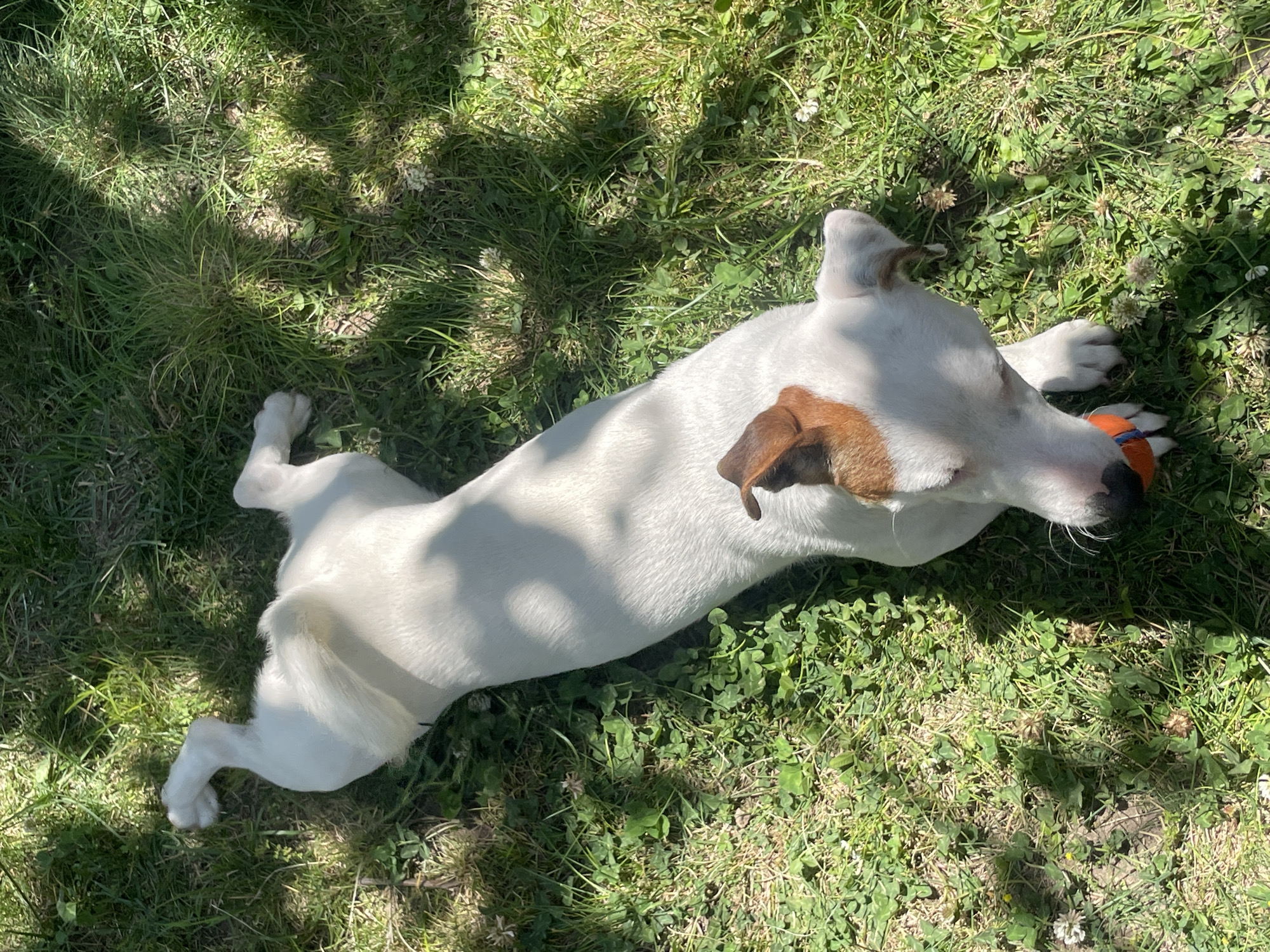 Jack Russell terrier's sunny morning of play and rest
