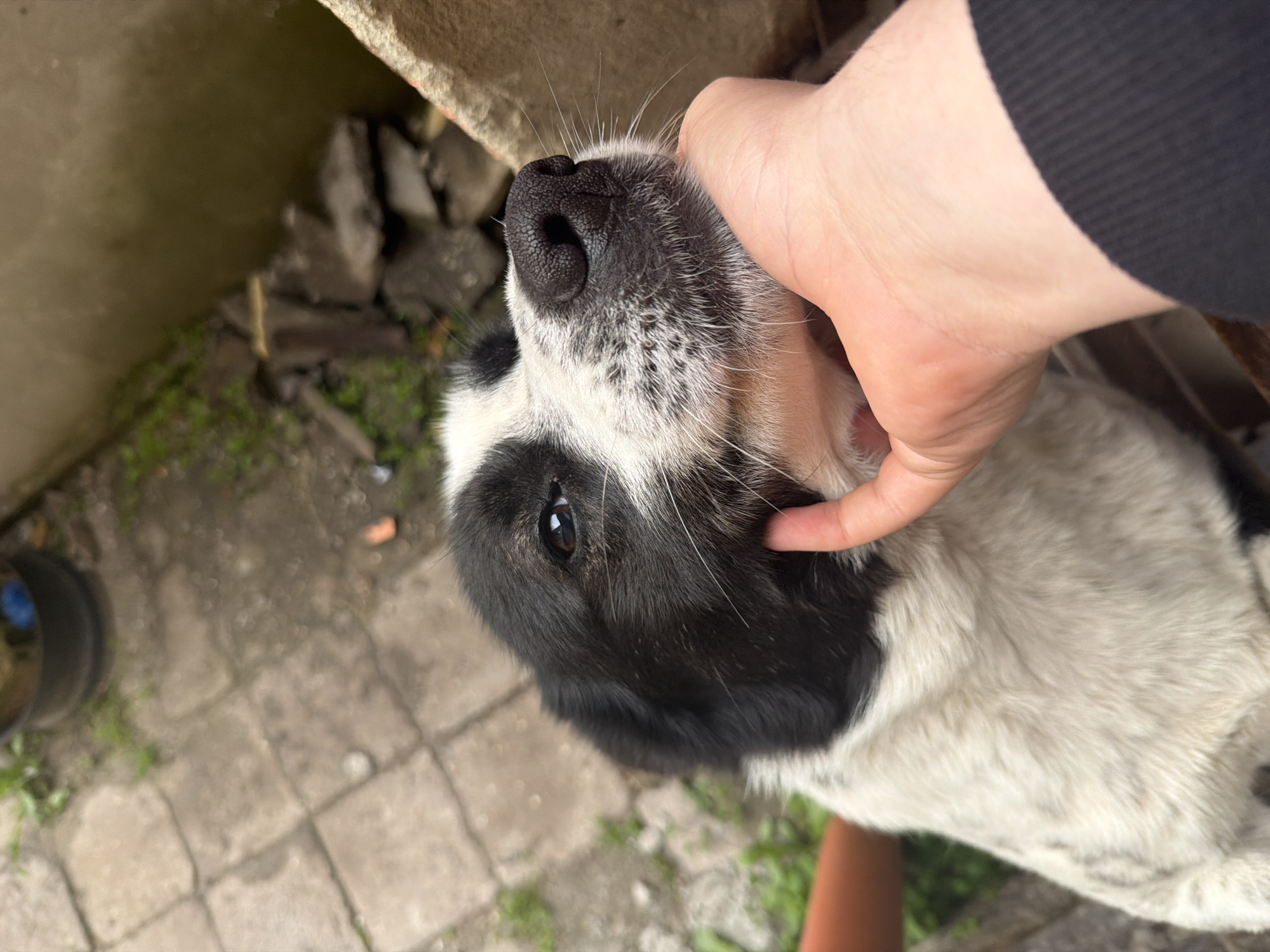 Quiet afternoon in Burgas: dog petting, city views documented