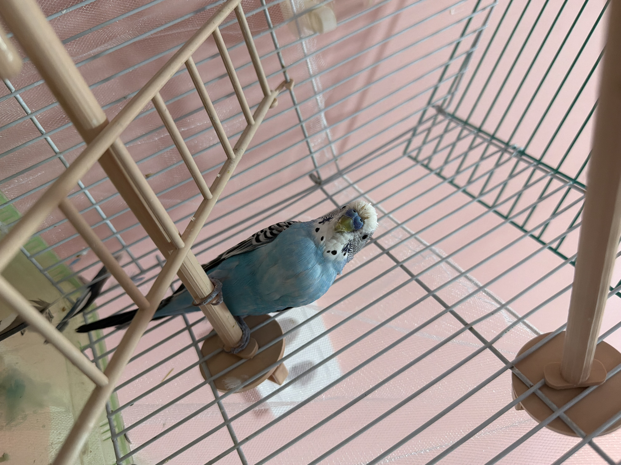 Domestic scenes documented in Chaikovsky: parakeet, backyard, packed suitcases