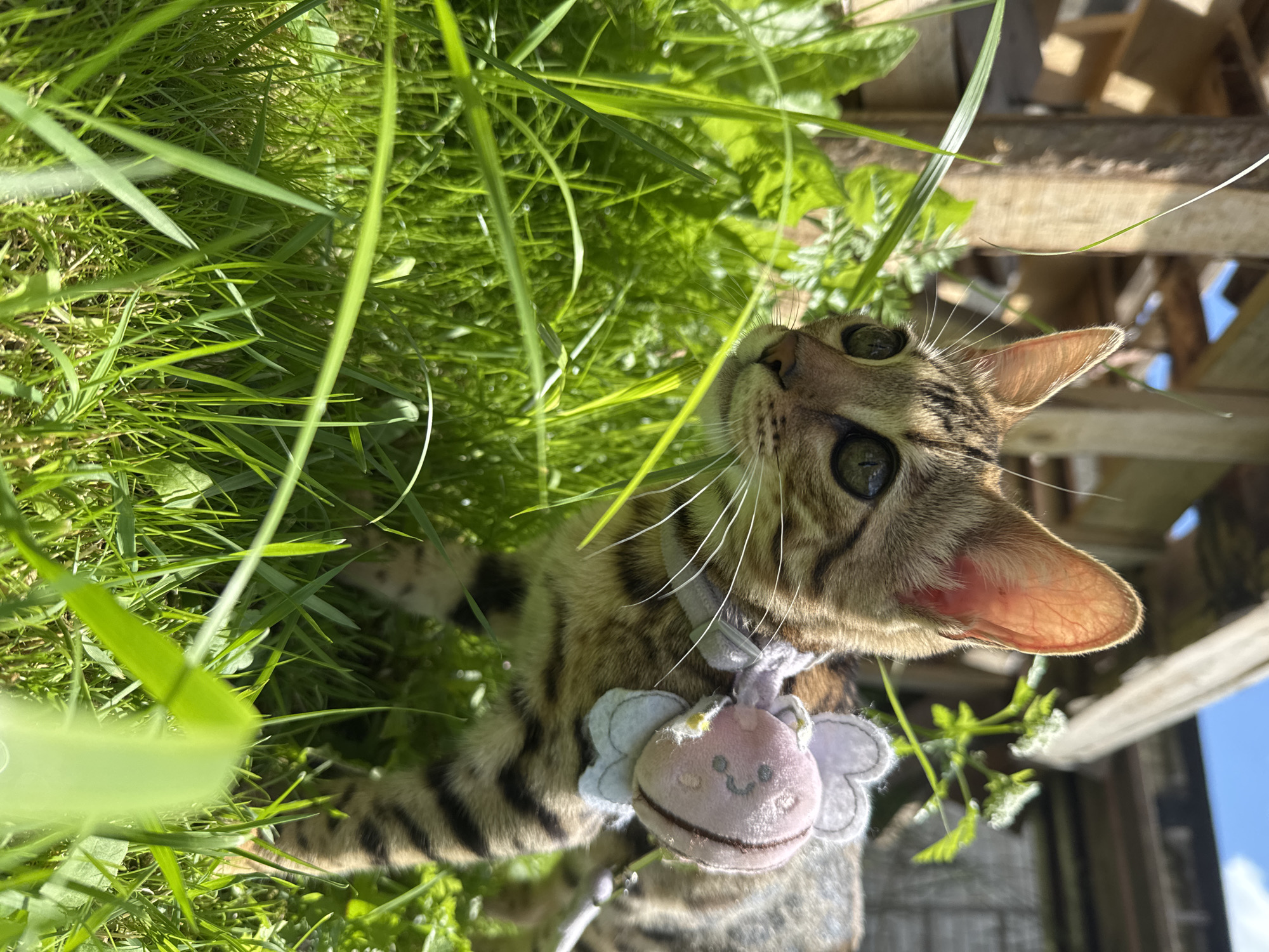 Harnessed Bengal kitten roams sunny grass in Rzhev
