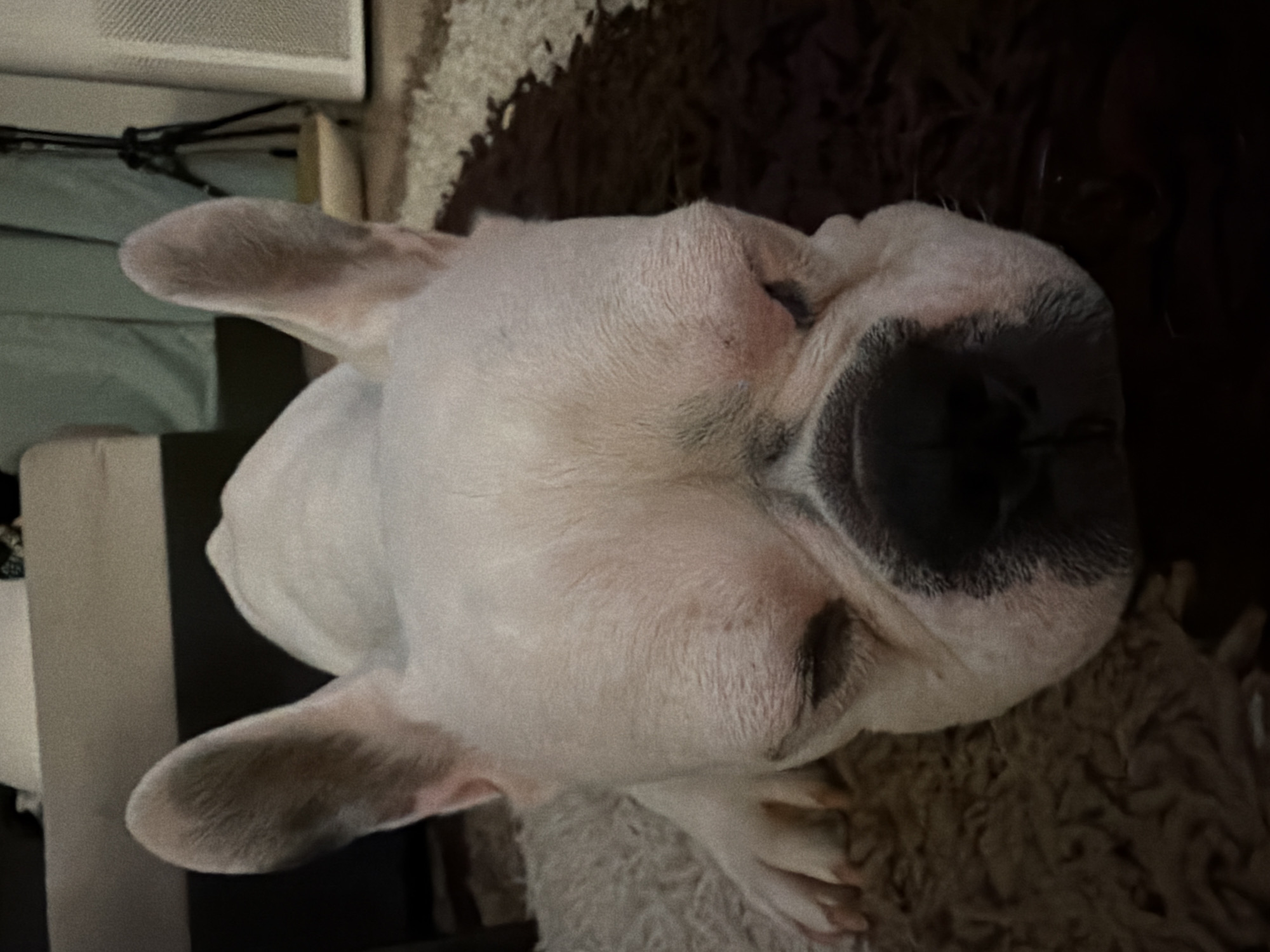 French Bulldog photographed resting in Sofia
