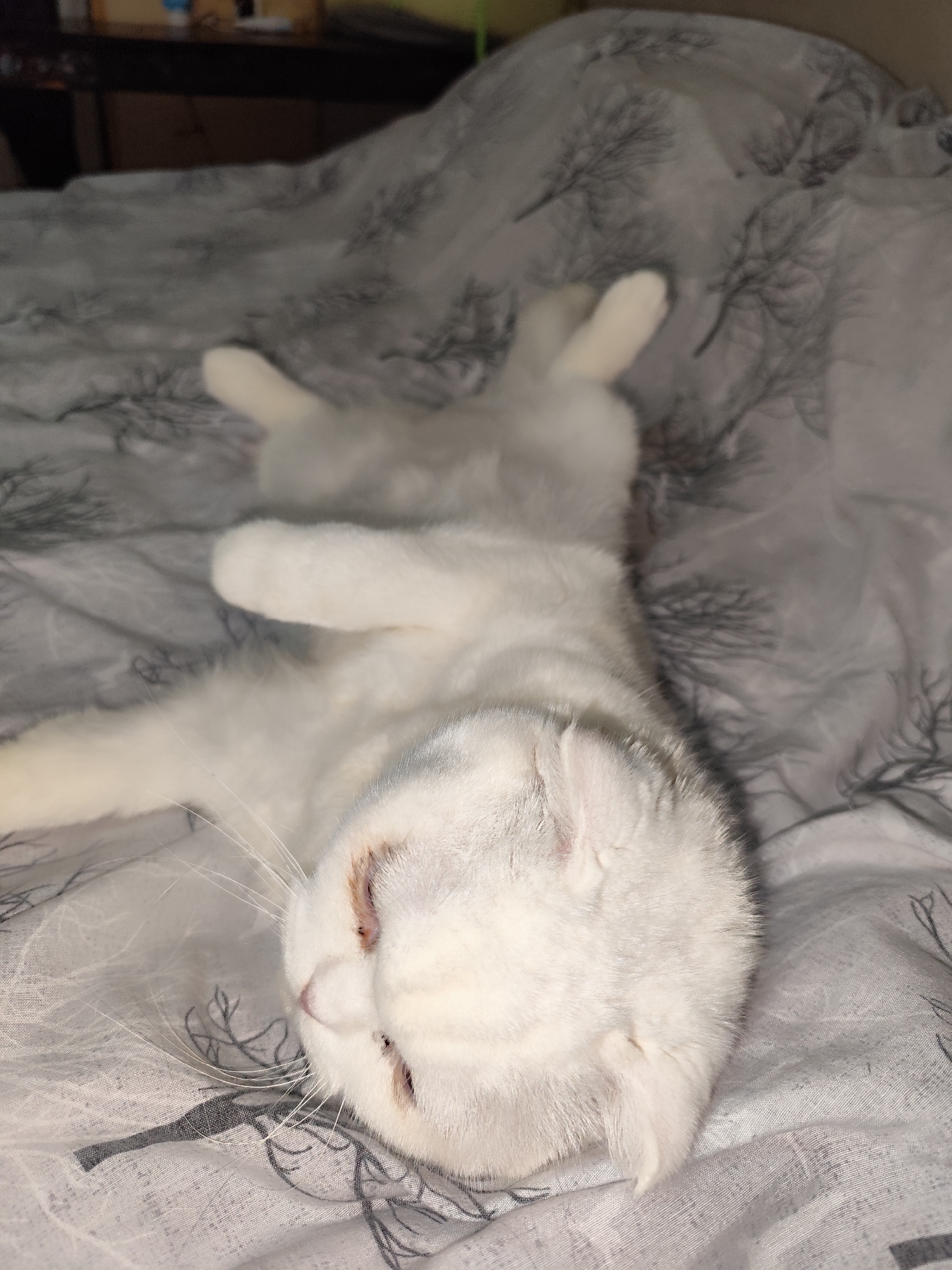 White cat and cherry handling documented in afternoon domestic scenes