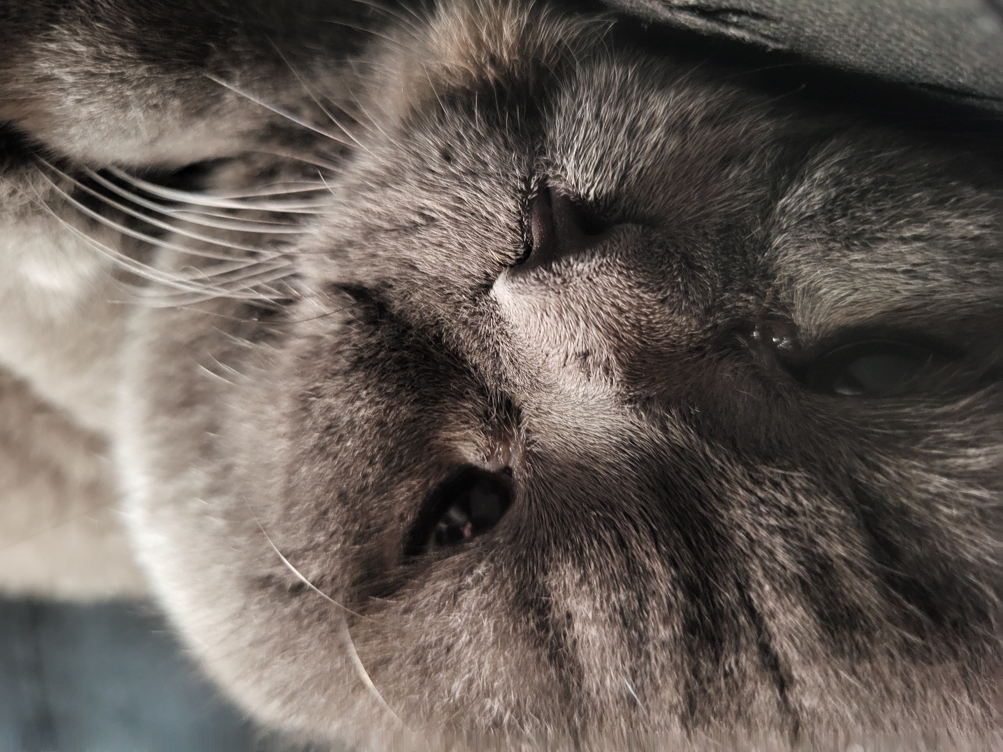 Grey Scottish Fold cat observed playing and resting indoors