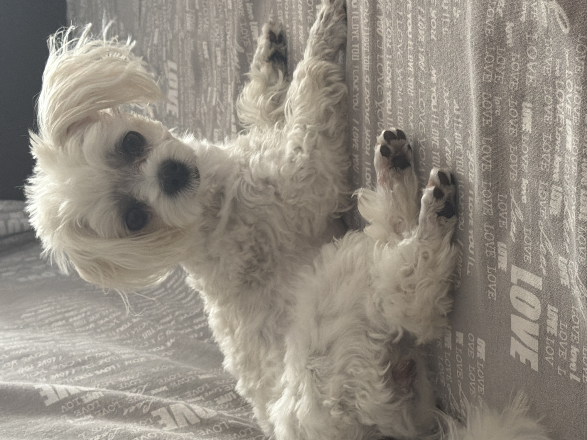 Lazy morning indoors with a white dog and a tablet