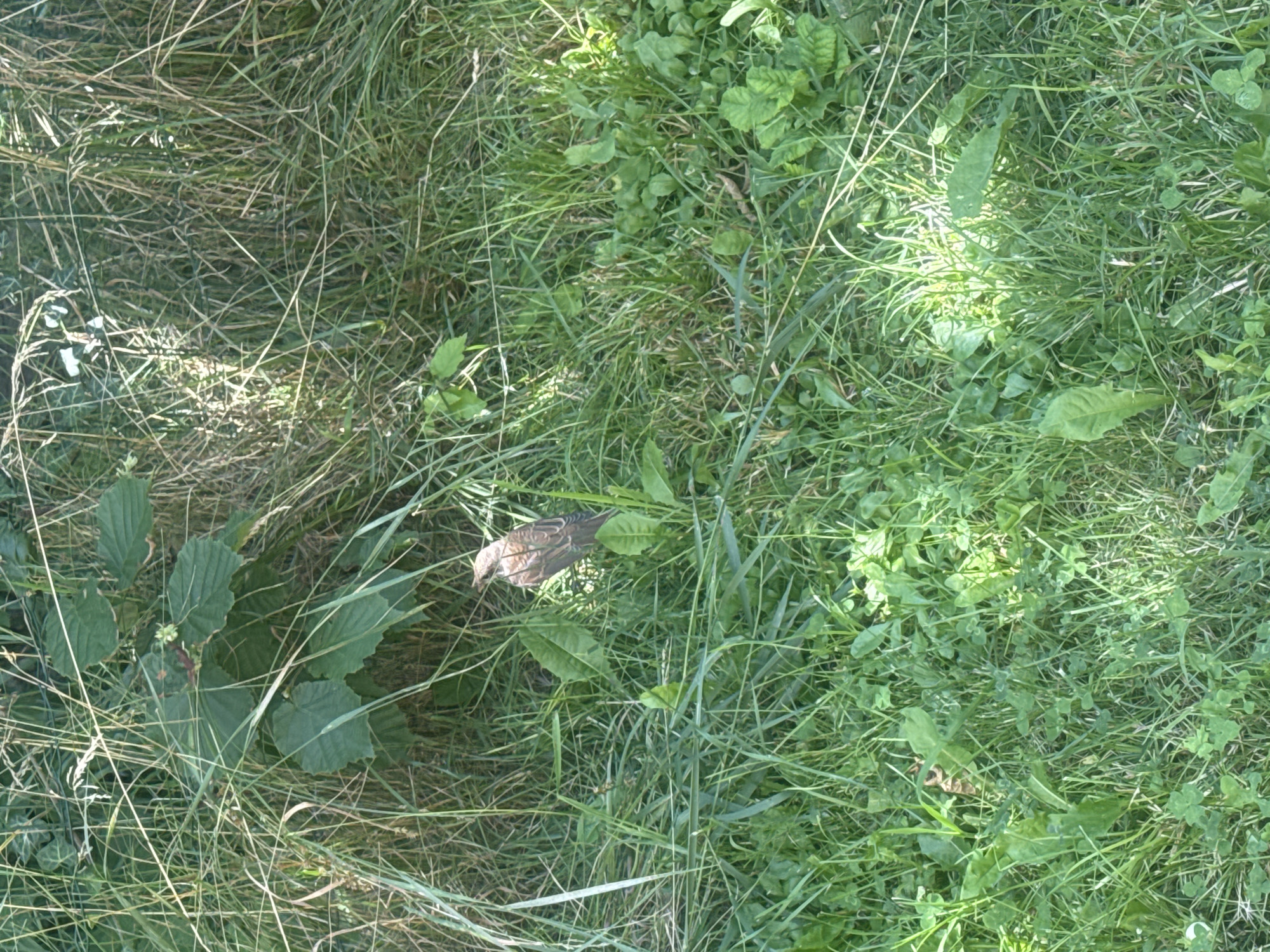 Small wildlife hiding in thick grass, caught up close