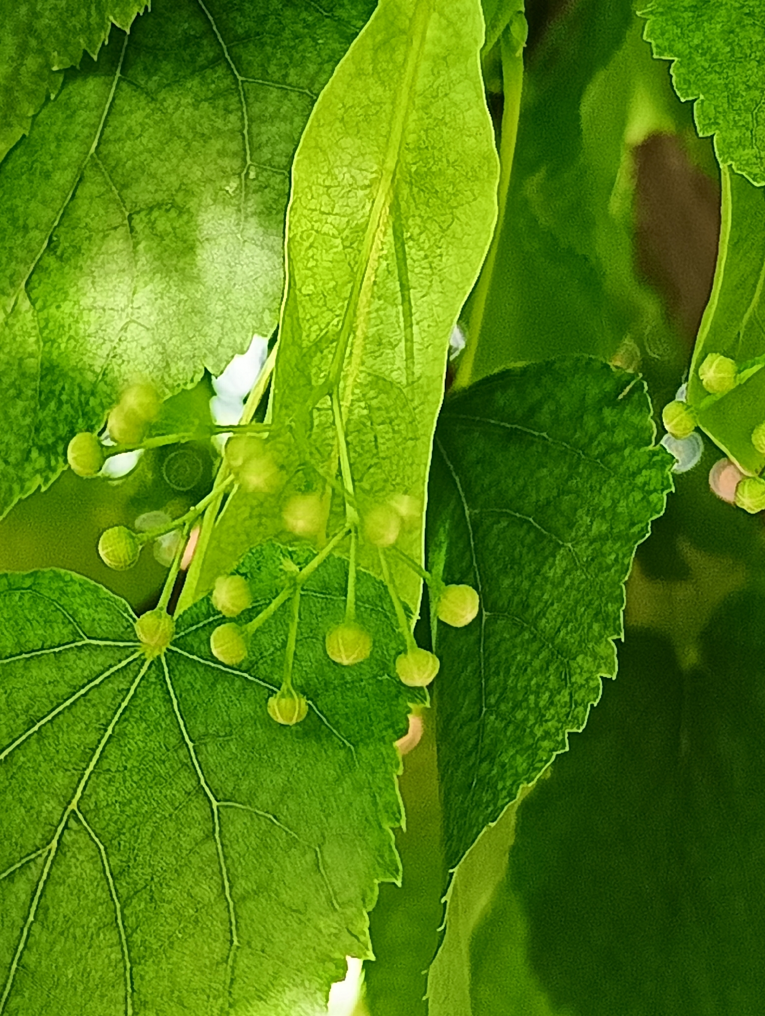 Early morning botanical photography walk documented across Odesa