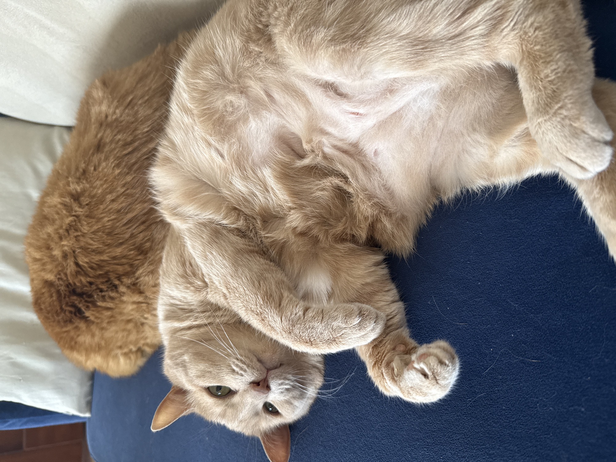 Two cats sleep peacefully on sofa in Krasnoyarsk