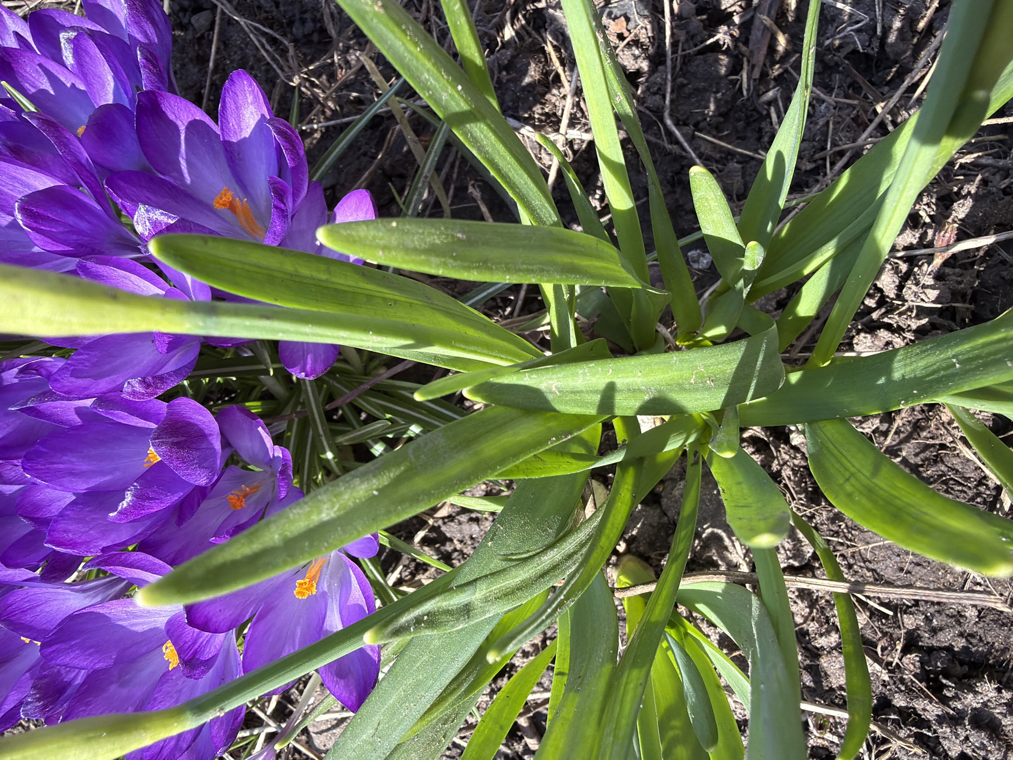 Spring blooms and workplace moments captured in Votkinsk