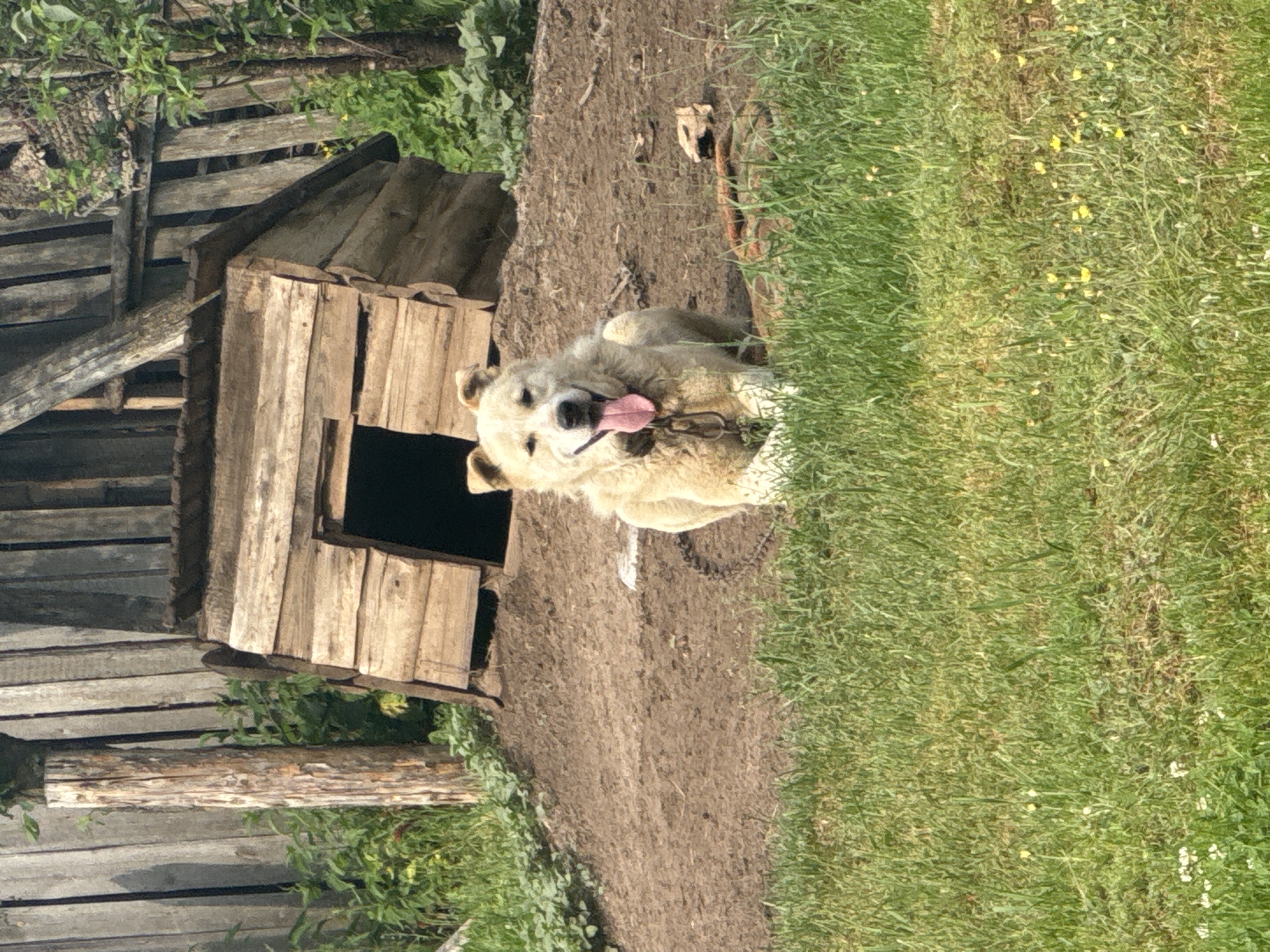 Forest foraging and wildlife encounters in Severny Russia