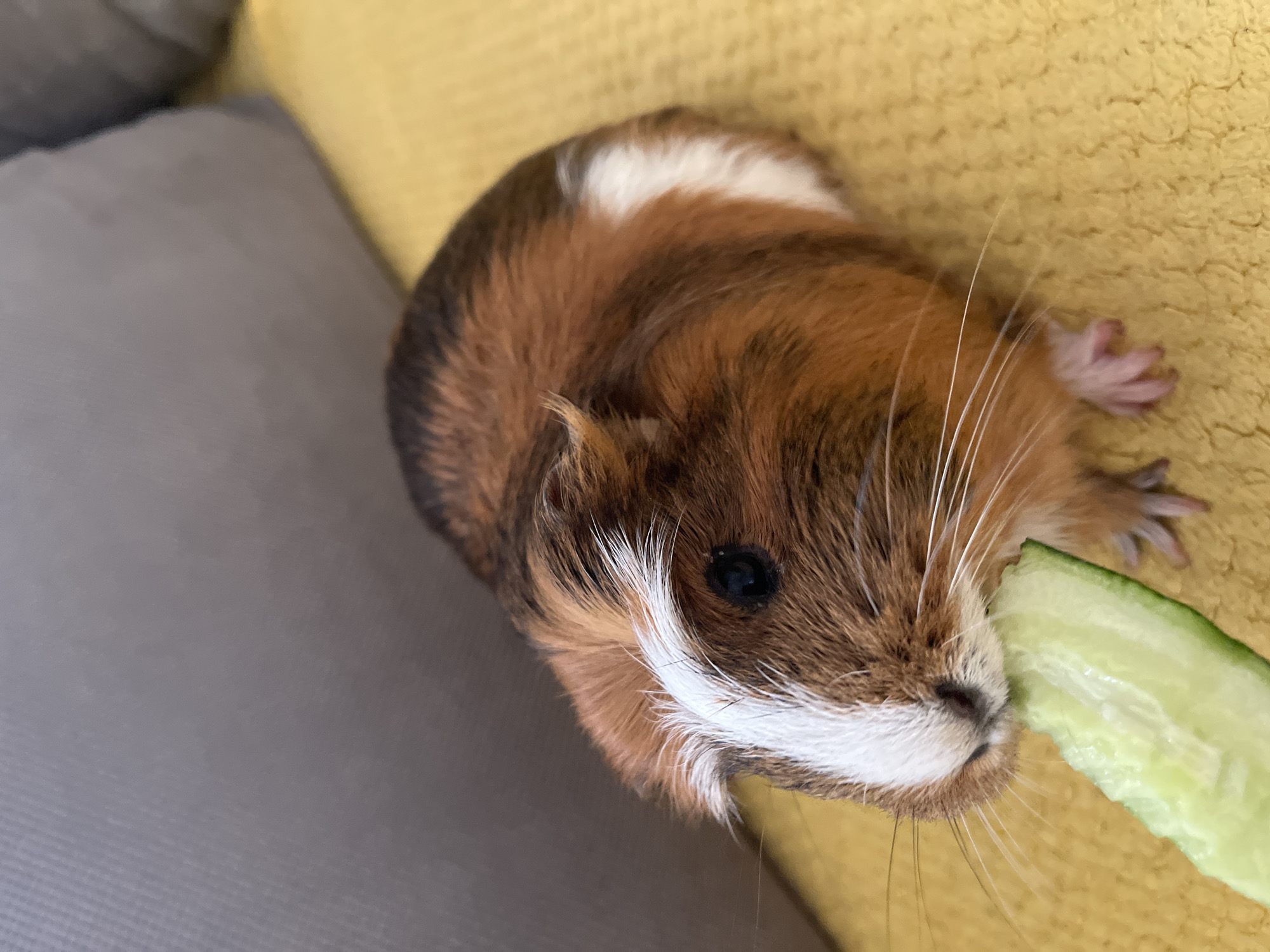 Guinea pig snack time with city skyline views