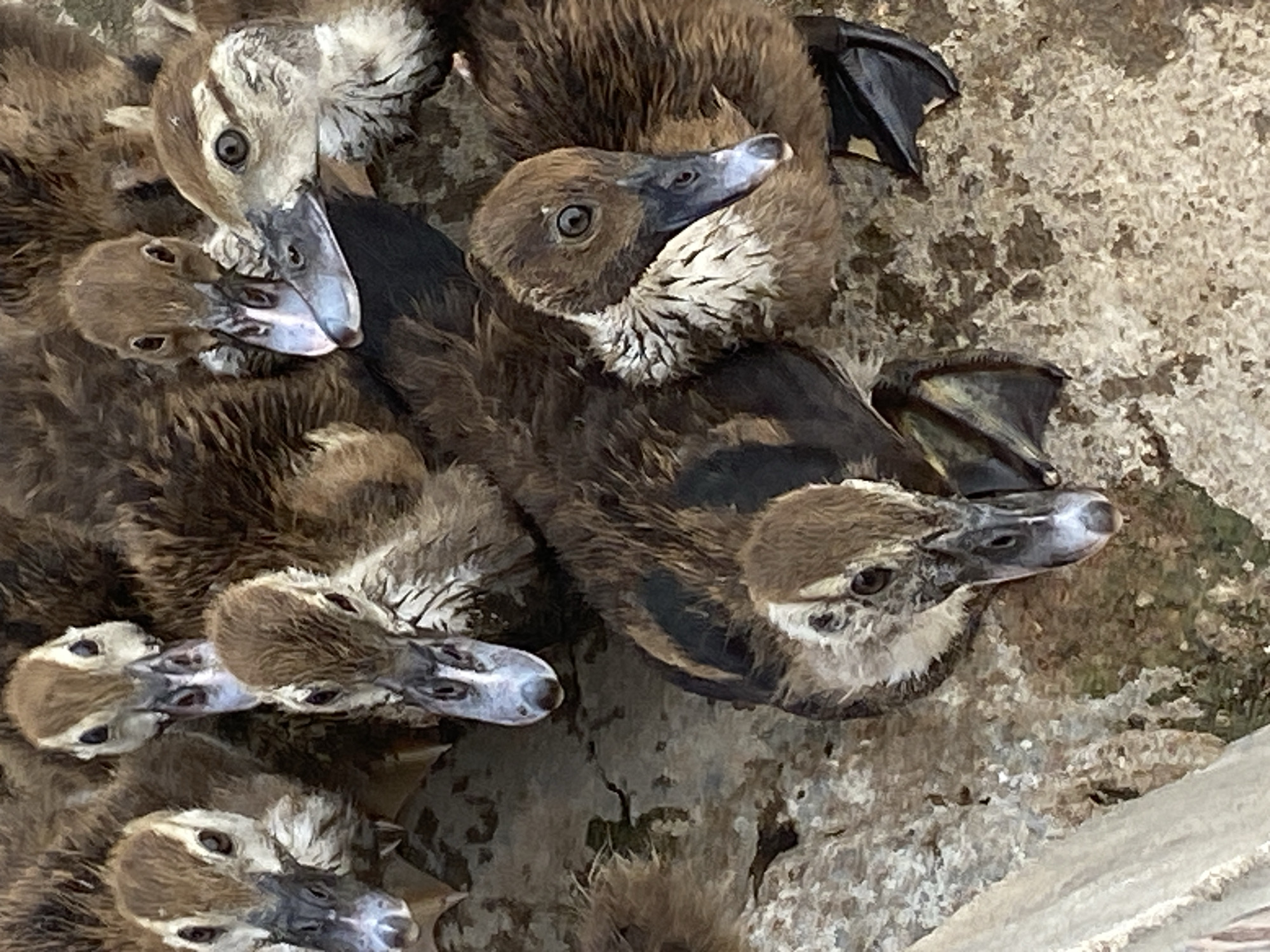 Ducklings and everyday household scenes at a Jalingo home