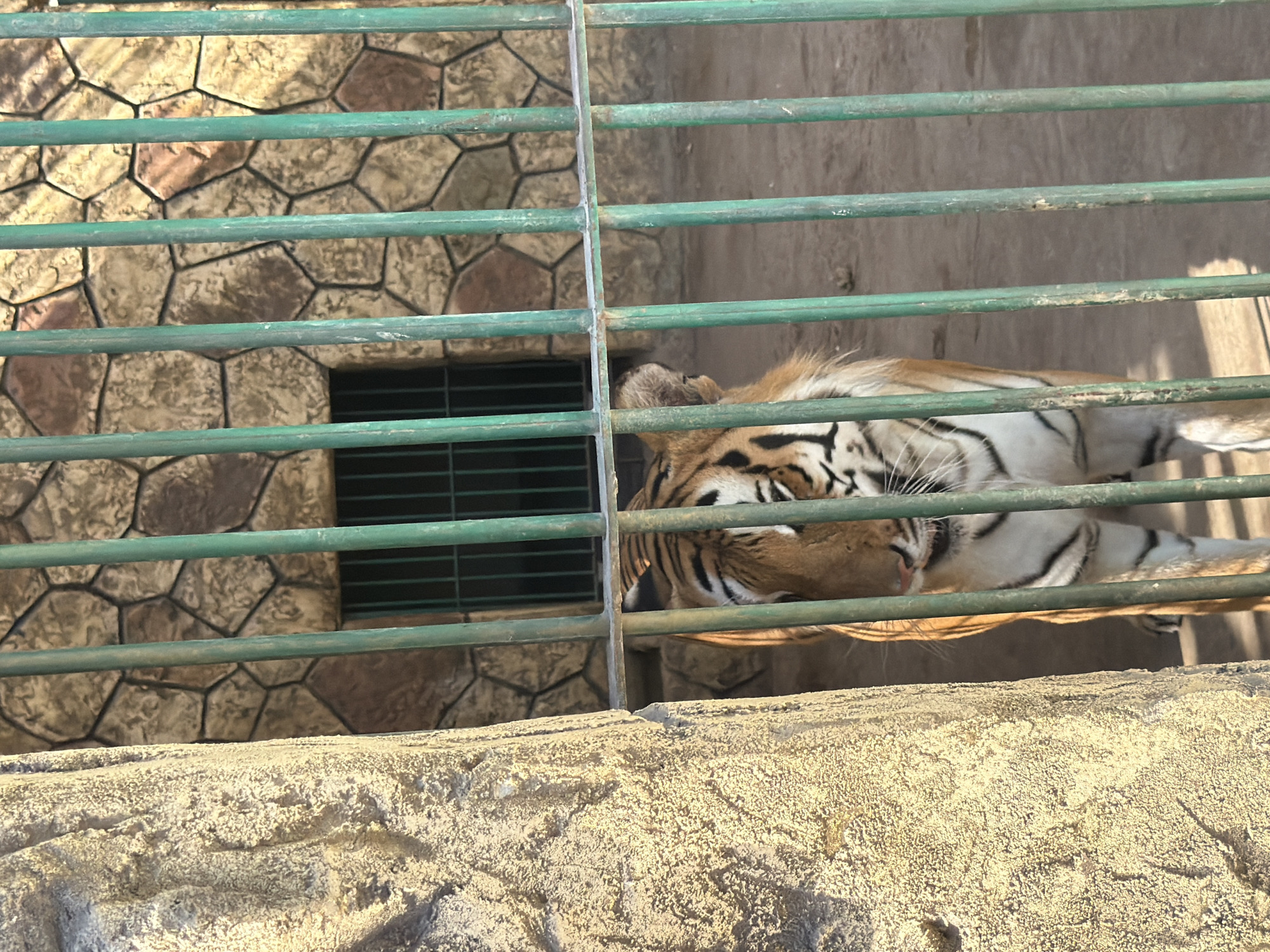 Hands-on encounters with big cat cubs at Sheikh Zayed wildlife park