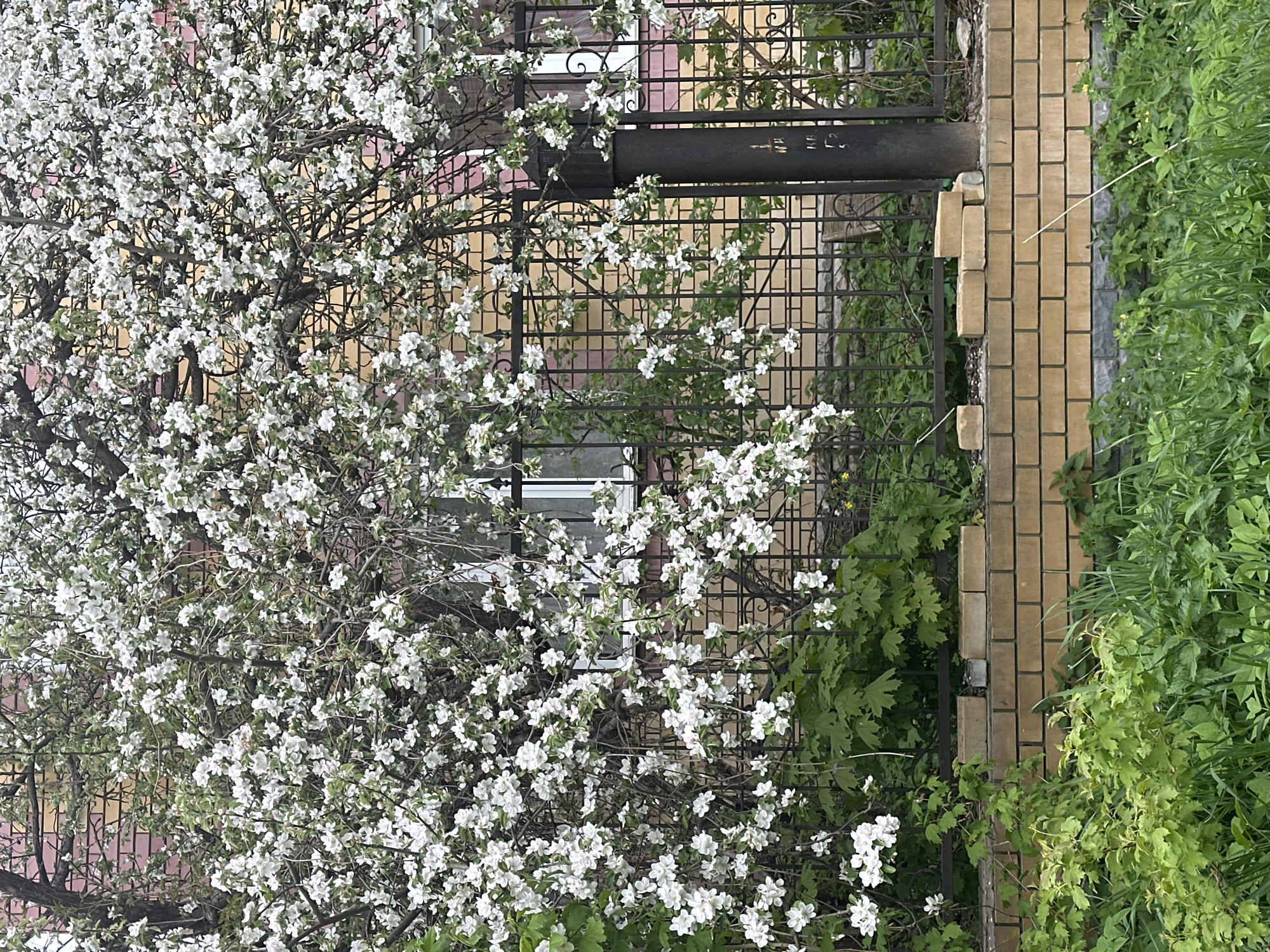 Spring flowers and architecture documented on Nizhny Novgorod street