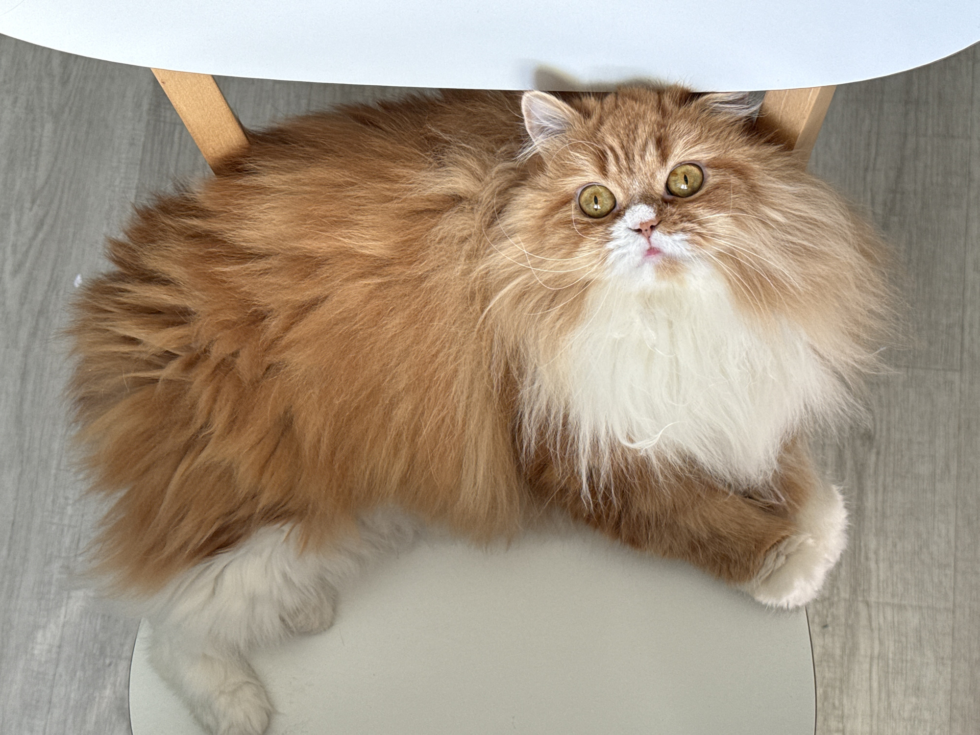 Cat rests on chair in Krasnoyarsk home