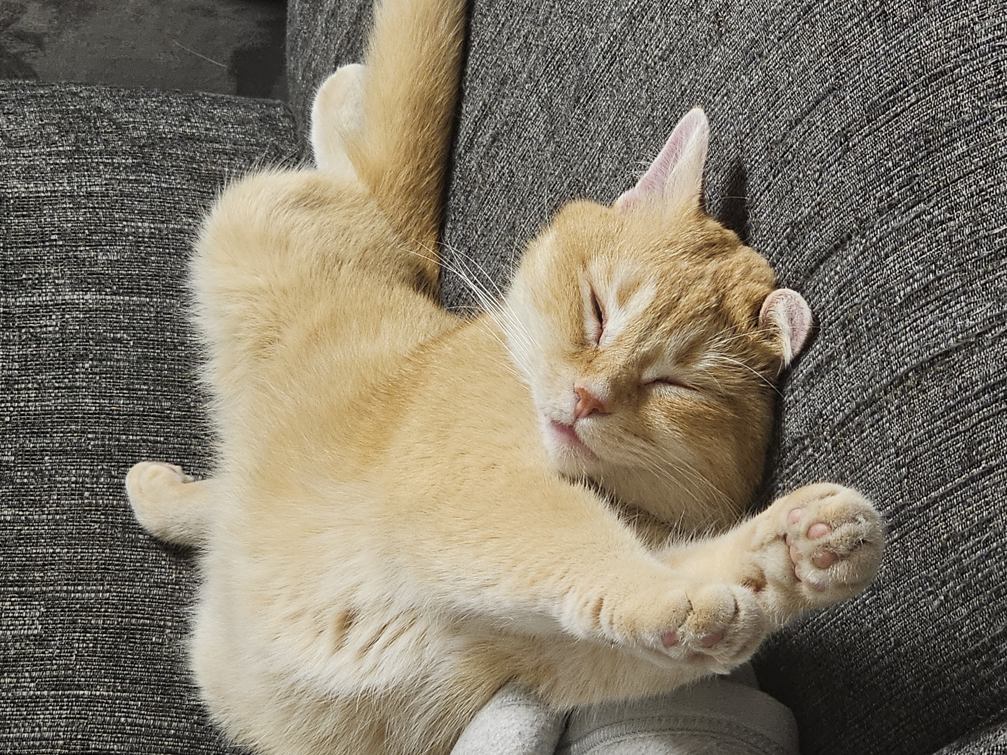 Orange tabby deep in sofa nap, two positions