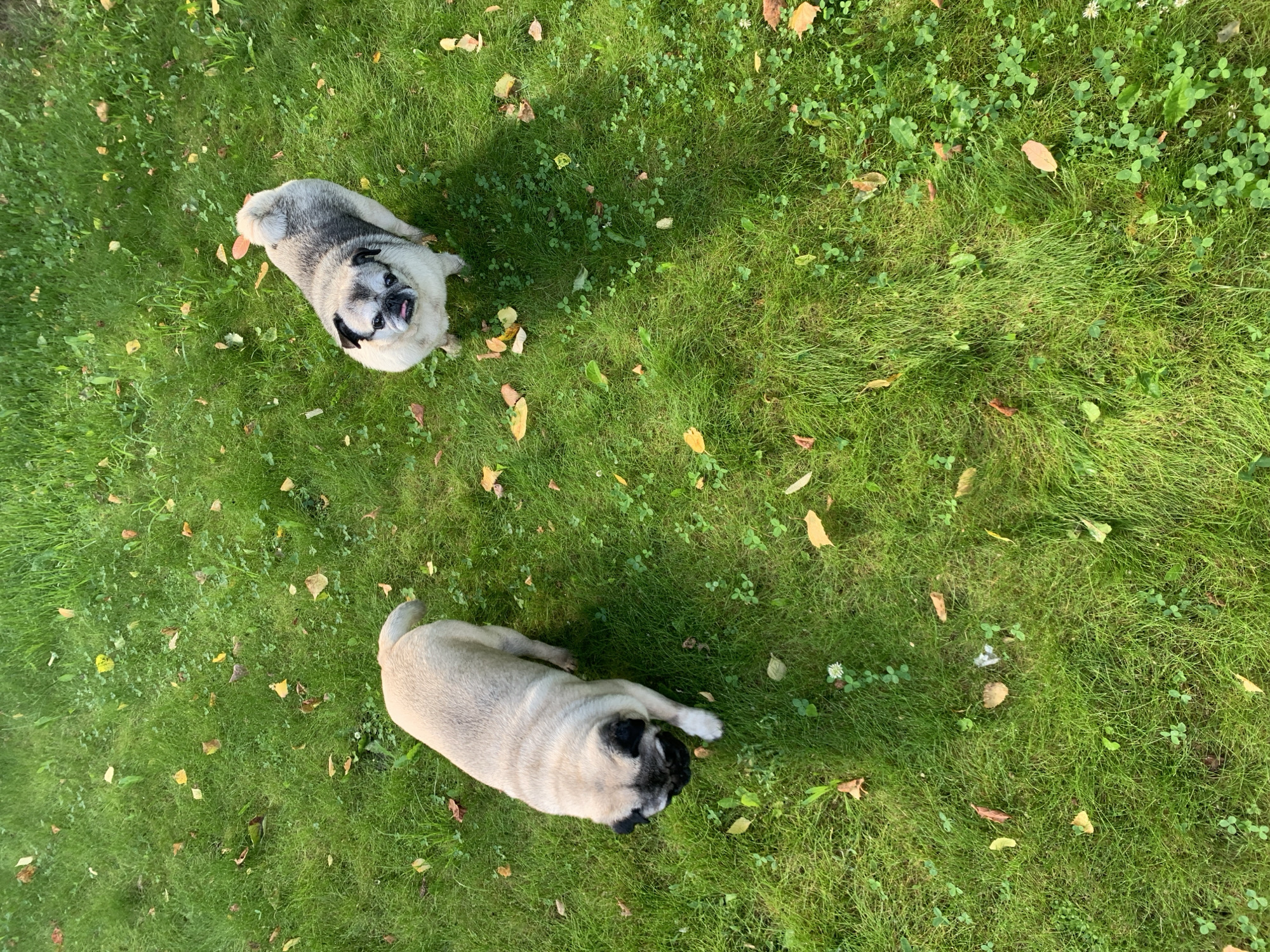 Two pugs roaming a green lawn in Sergeevo