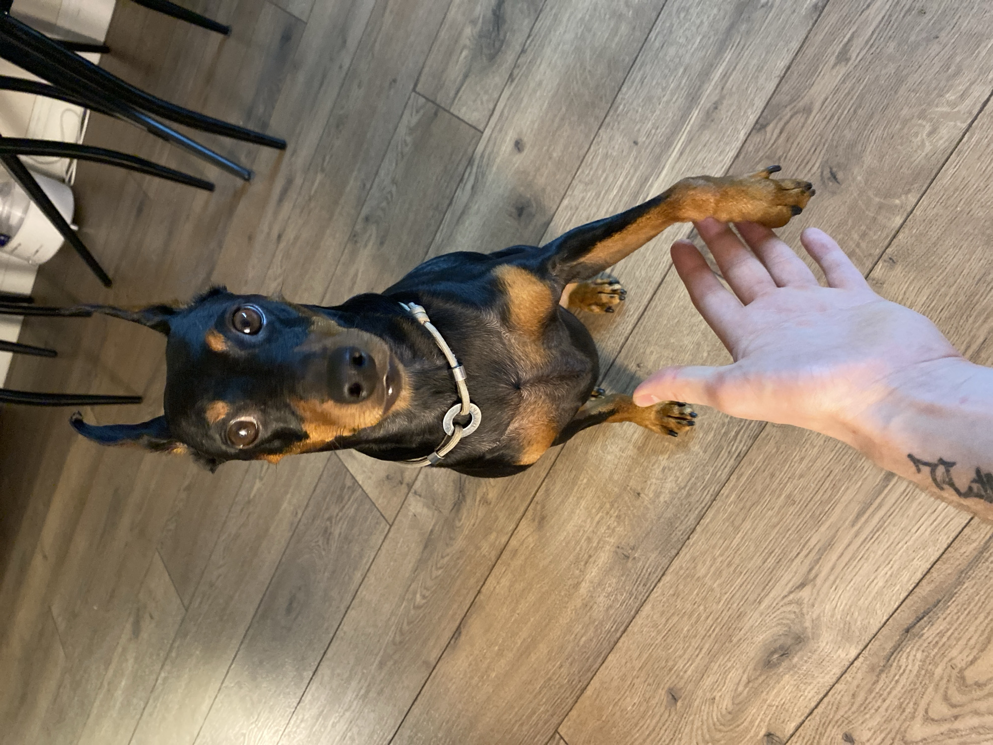 Miniature Pinscher offers a paw on a Moscow wooden floor