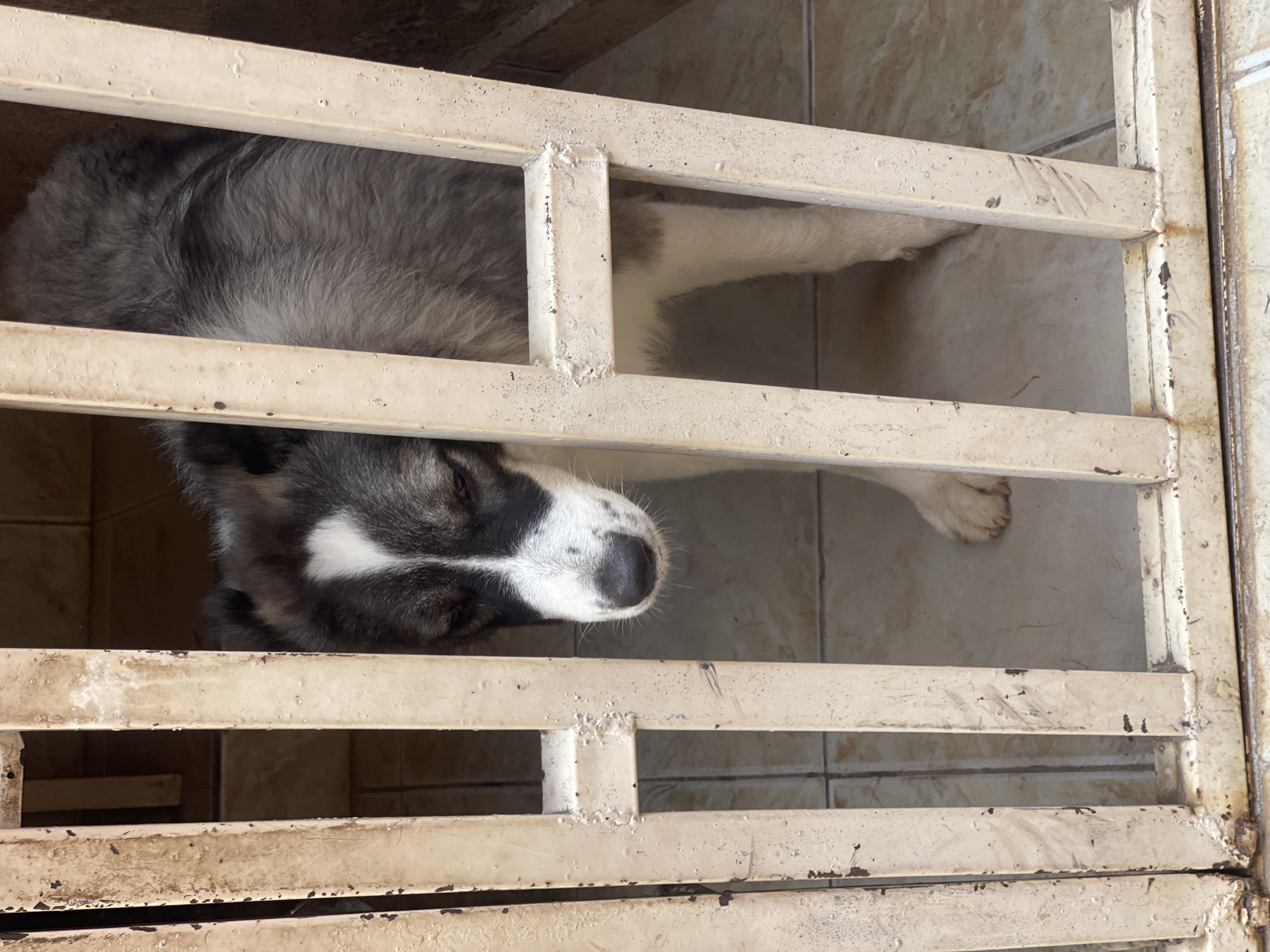 Dog rests in metal enclosure in Lokoja, Nigeria