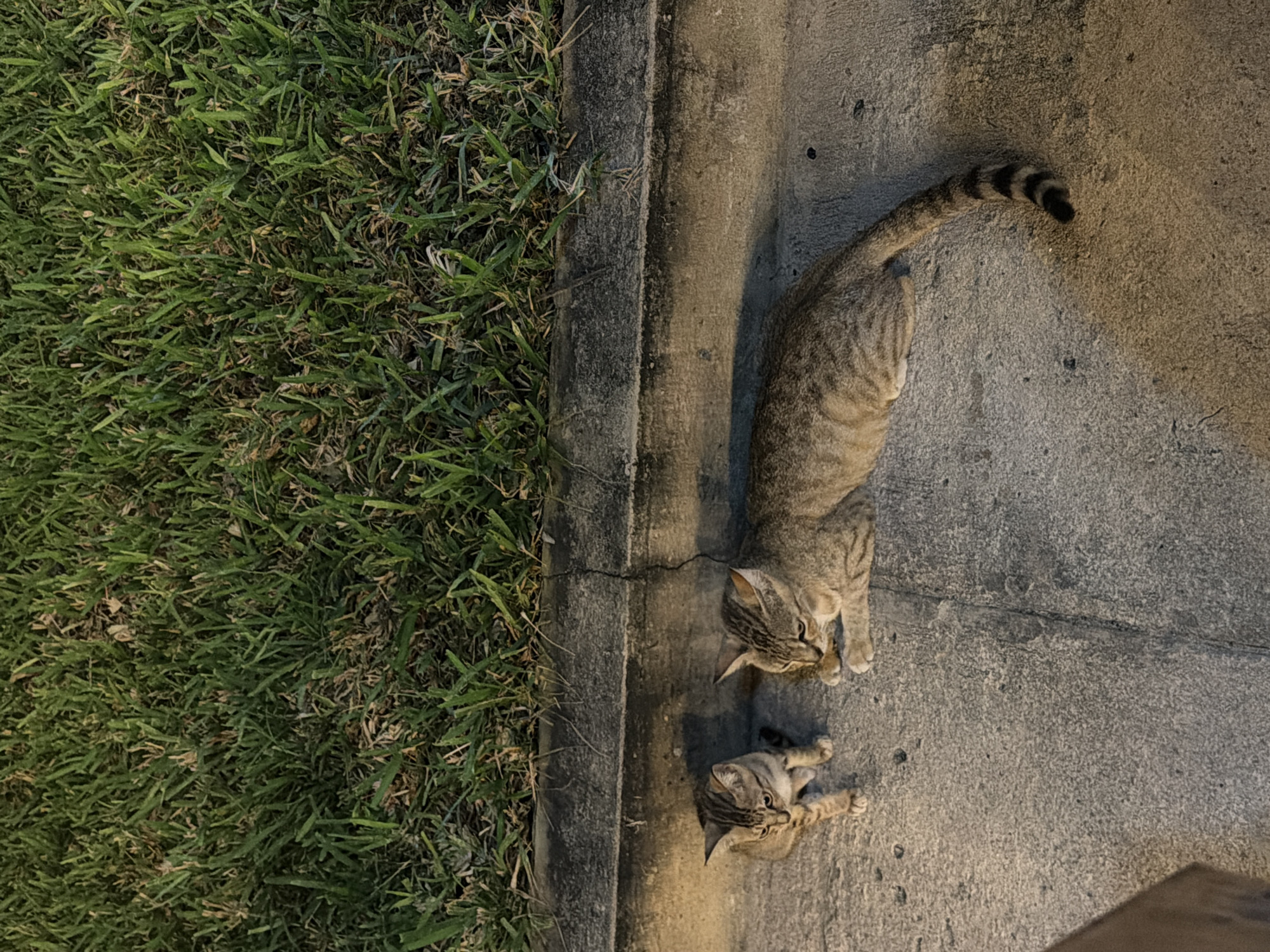Mother cat nurses kitten in Pemba neighborhood