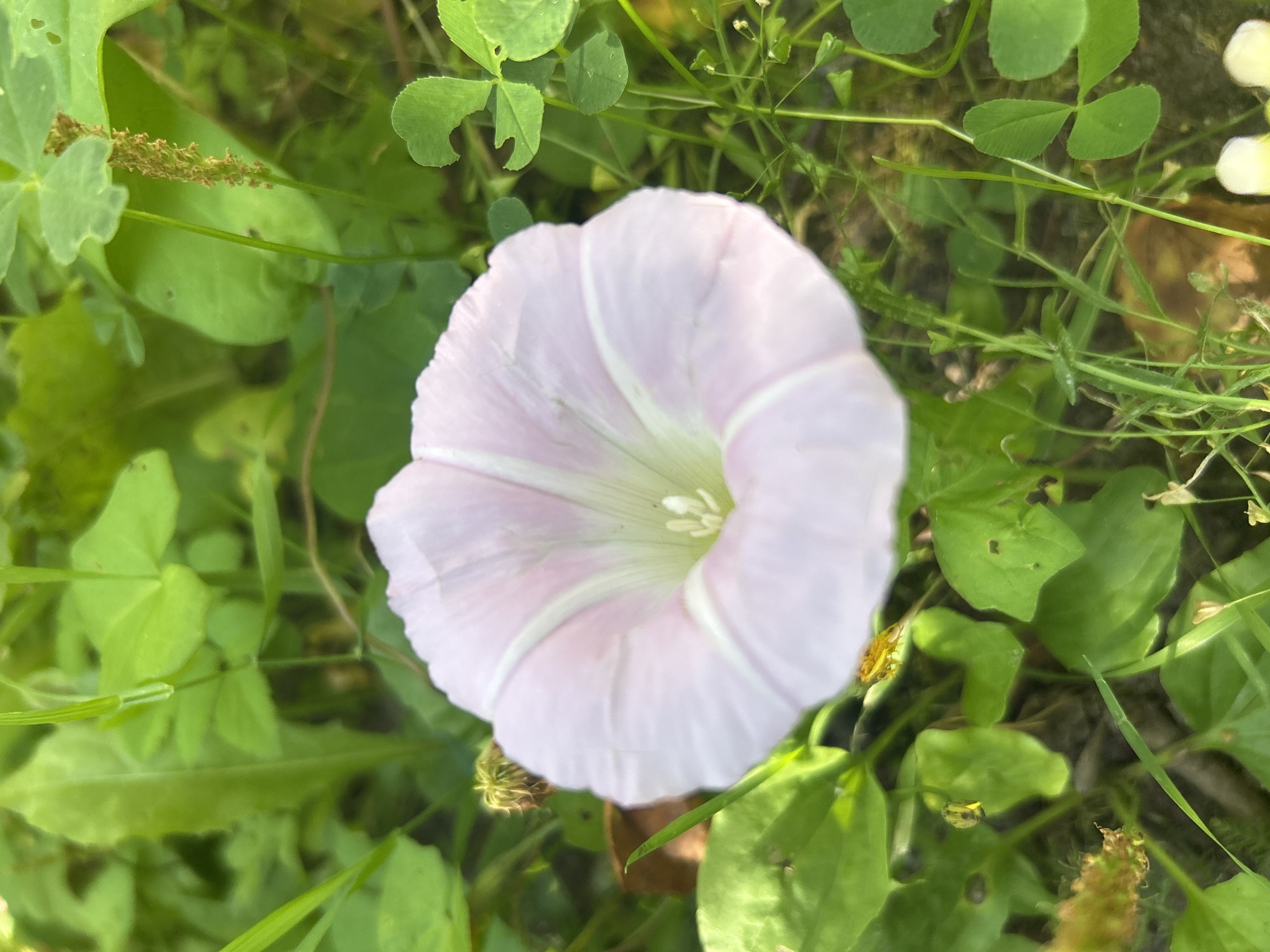 Summer morning in a Russian village, close-up on nature's details