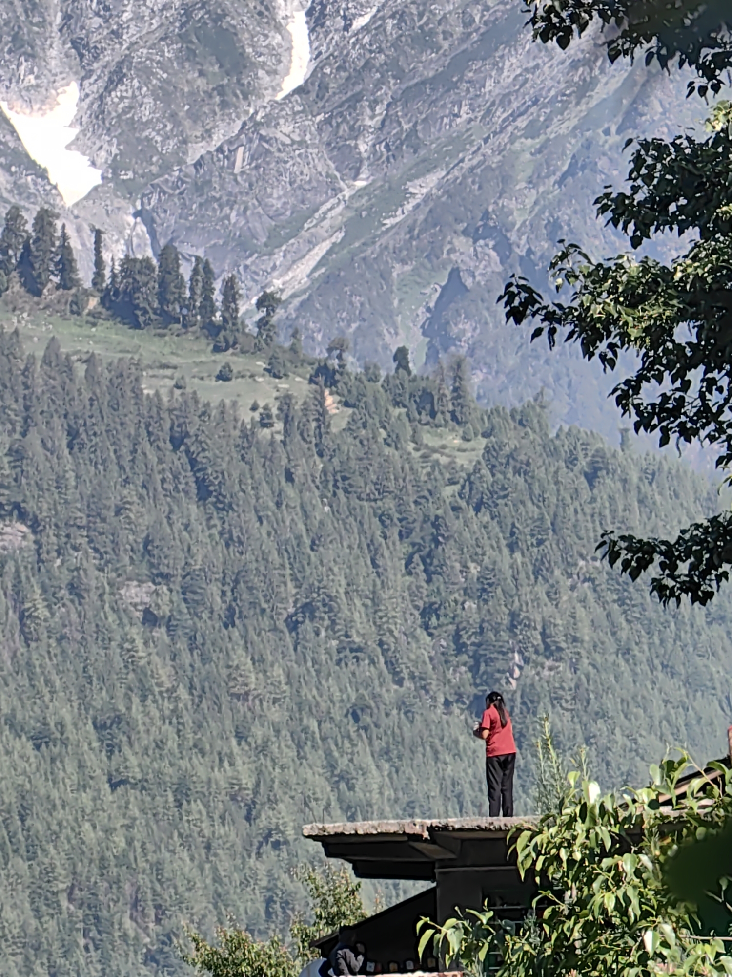 Morning documentation of natural Himalayan village life in Vashisht
