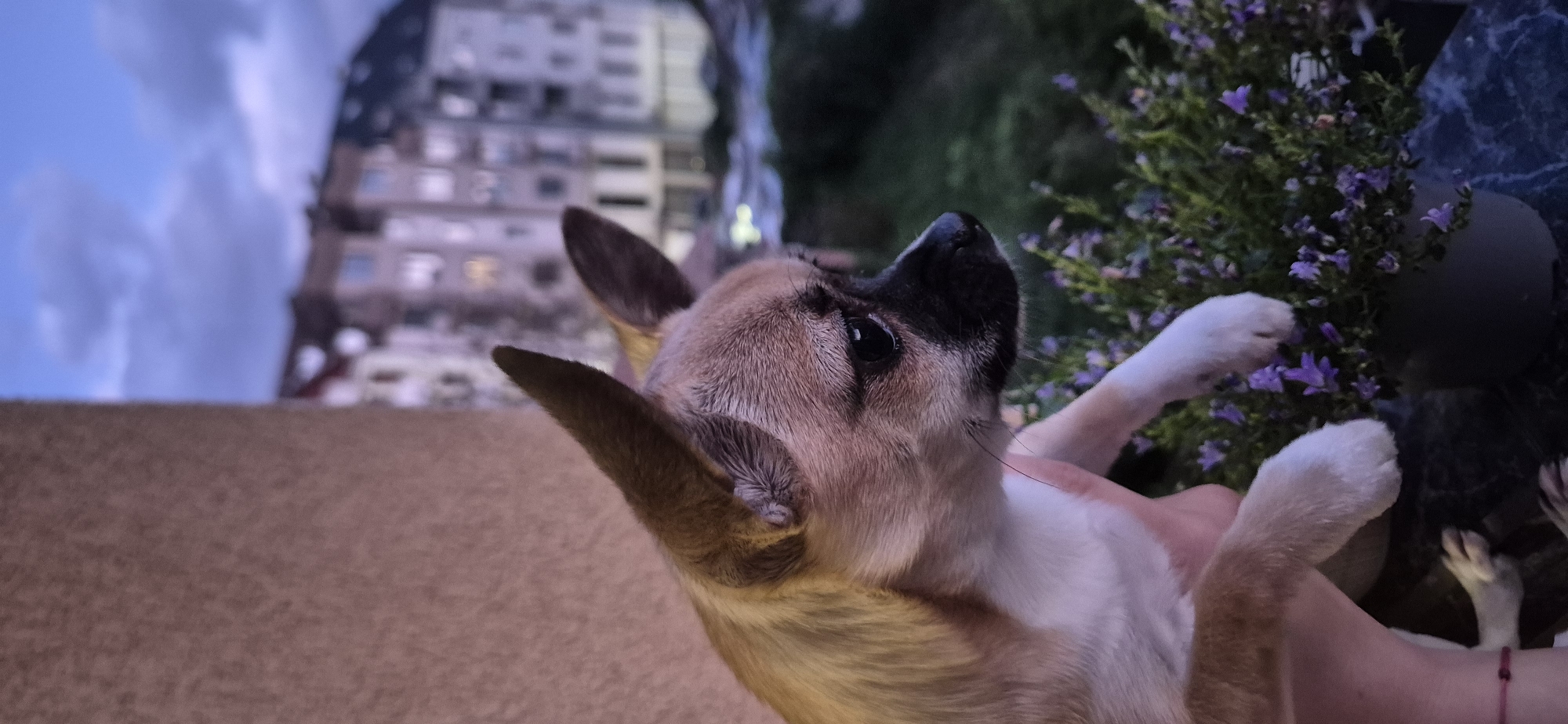 Small dog receives affection from human companions