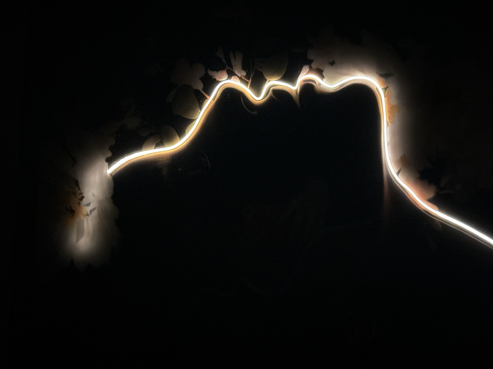 Light trail photographed weaving through flowers in Varna