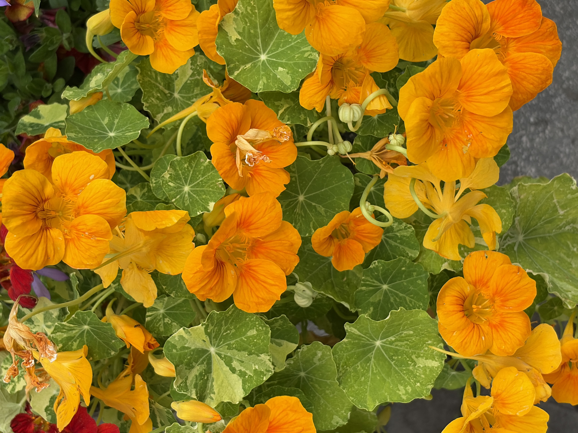 Garden flowers and street architecture tour in Saint Petersburg