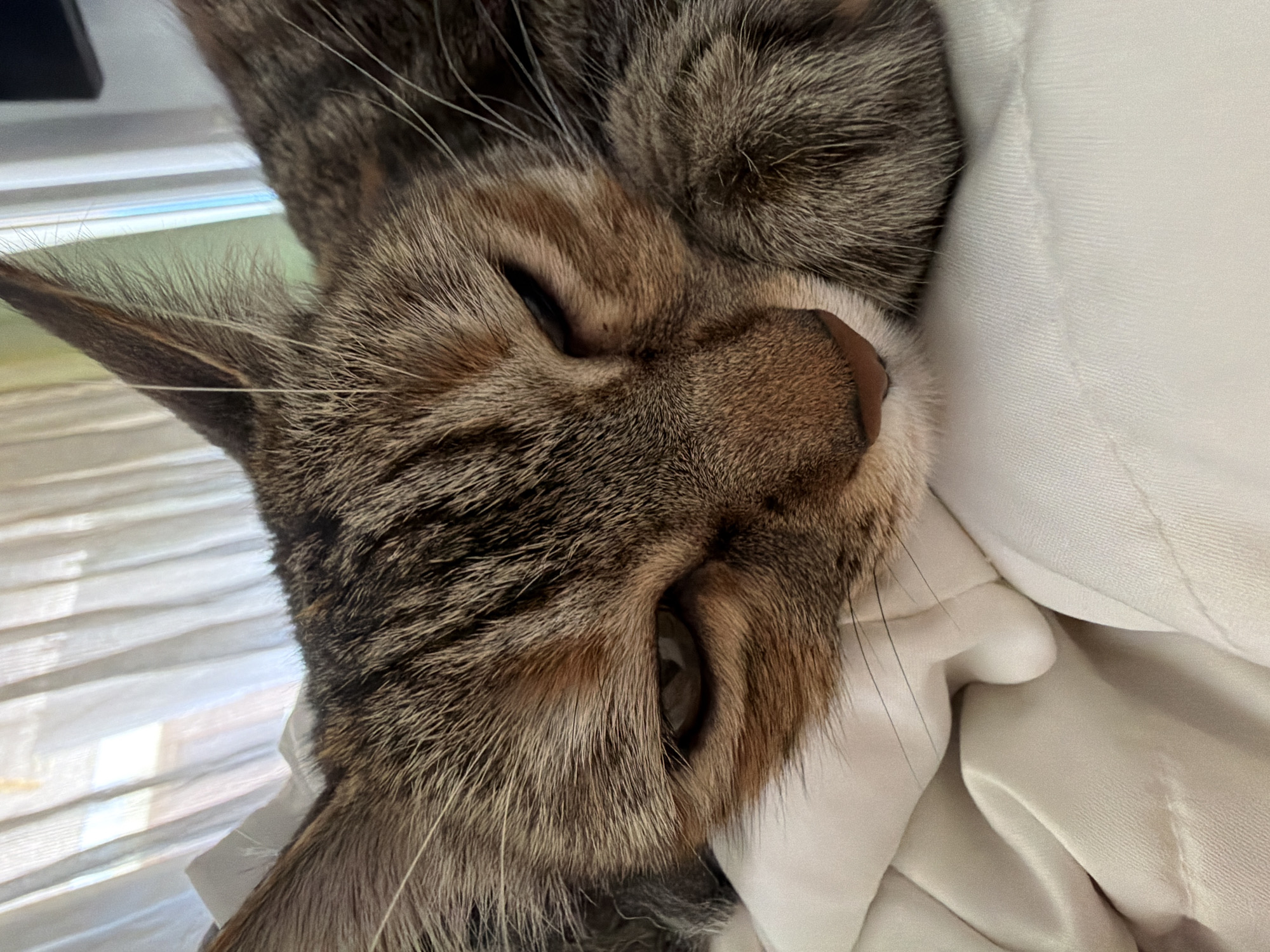 Tabby cat caught napping on white bedding in Bulgaria