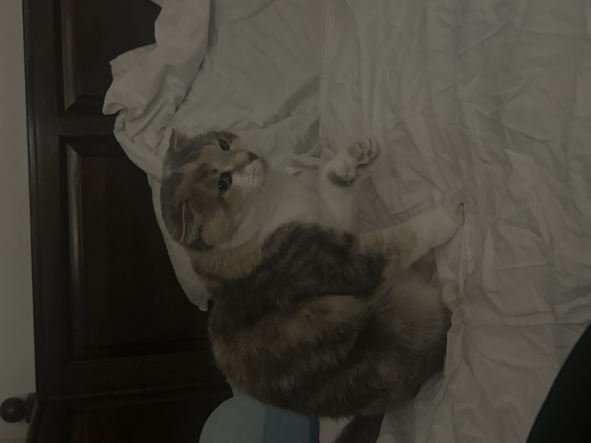 Calico cat plays on bed with toys in Yerevan