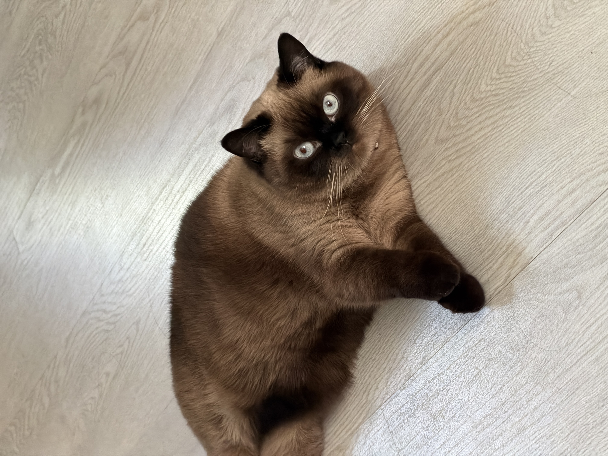 Morning routine documented in Chaikovsky includes cats, breakfast, selfies