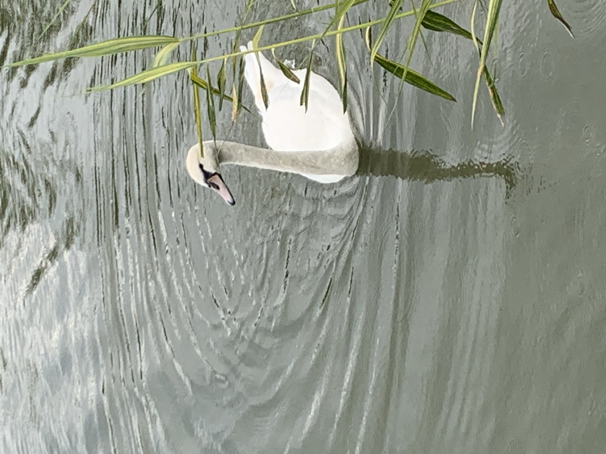 Swans, lily pads, and forest paths on a grey summer day