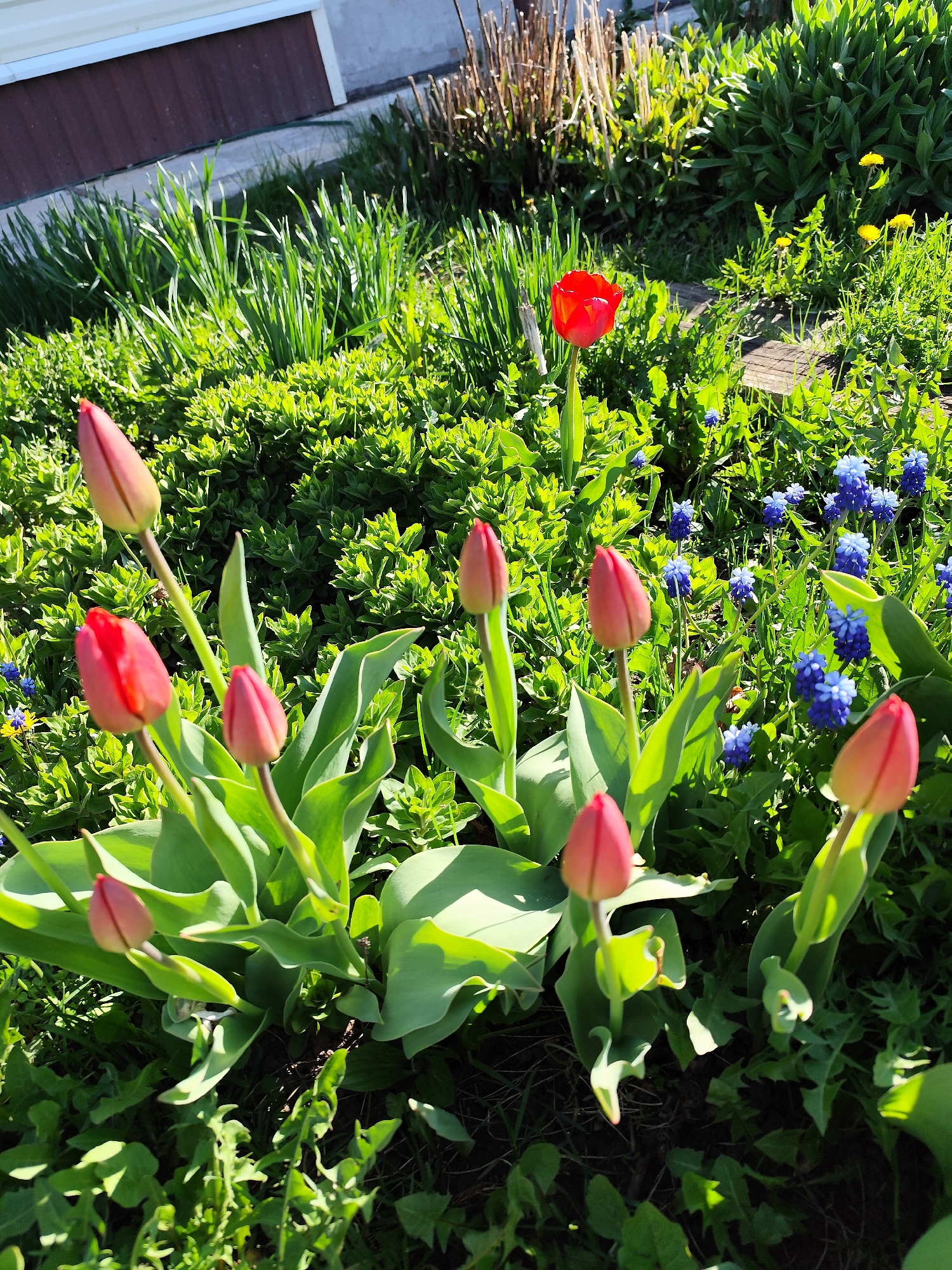 Spring morning moments captured in Фоки: flowers, pets, coffee