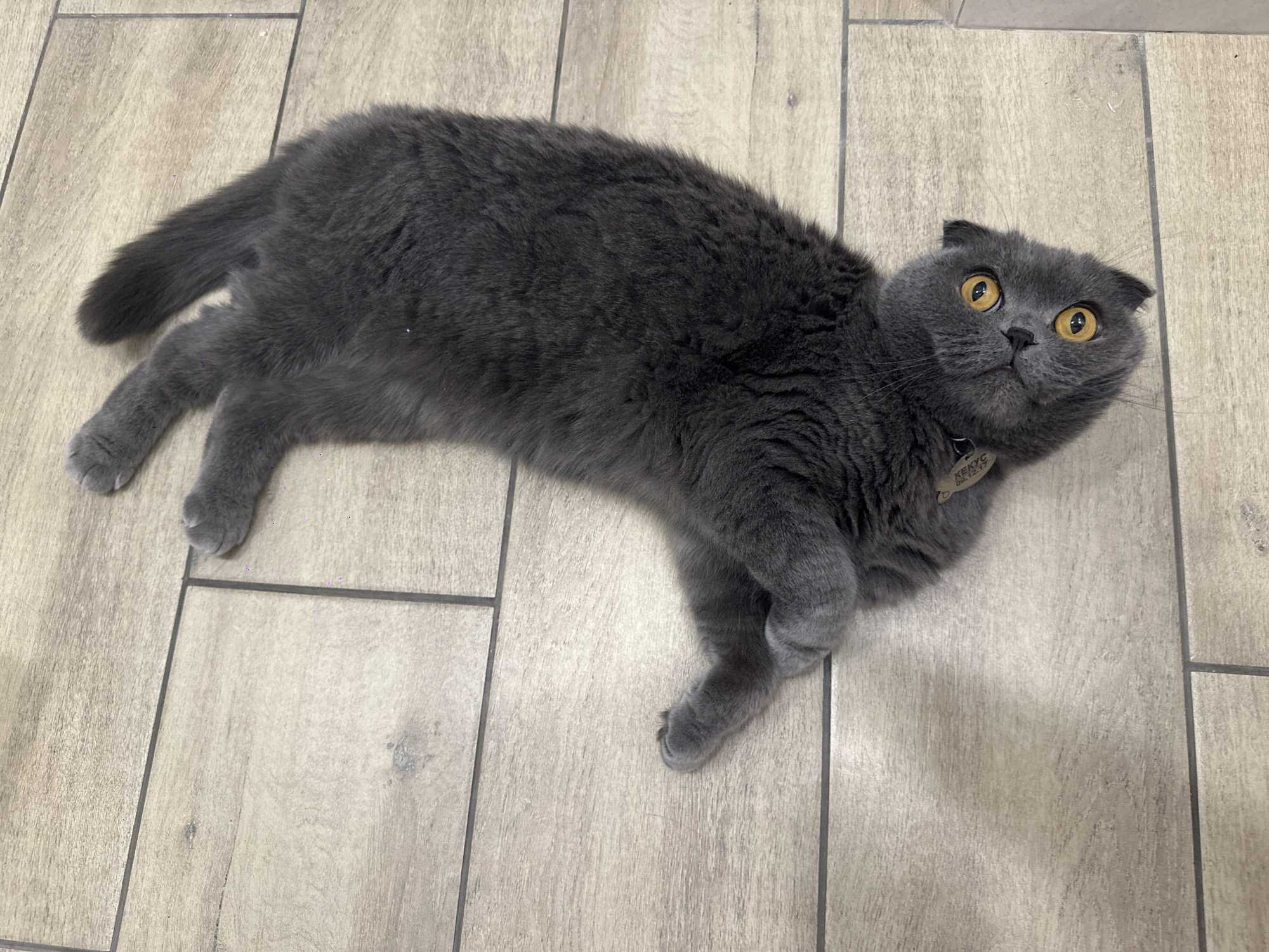 Grey Scottish Fold cat spotted in Chaikovsky, Russia